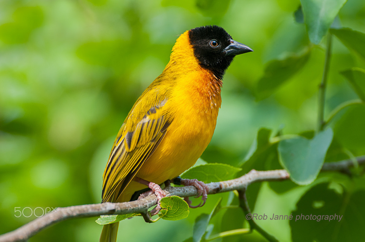 Nikon D300 + Nikon AF-S Nikkor 500mm F4G ED VR sample photo. The black-headed weaver photography