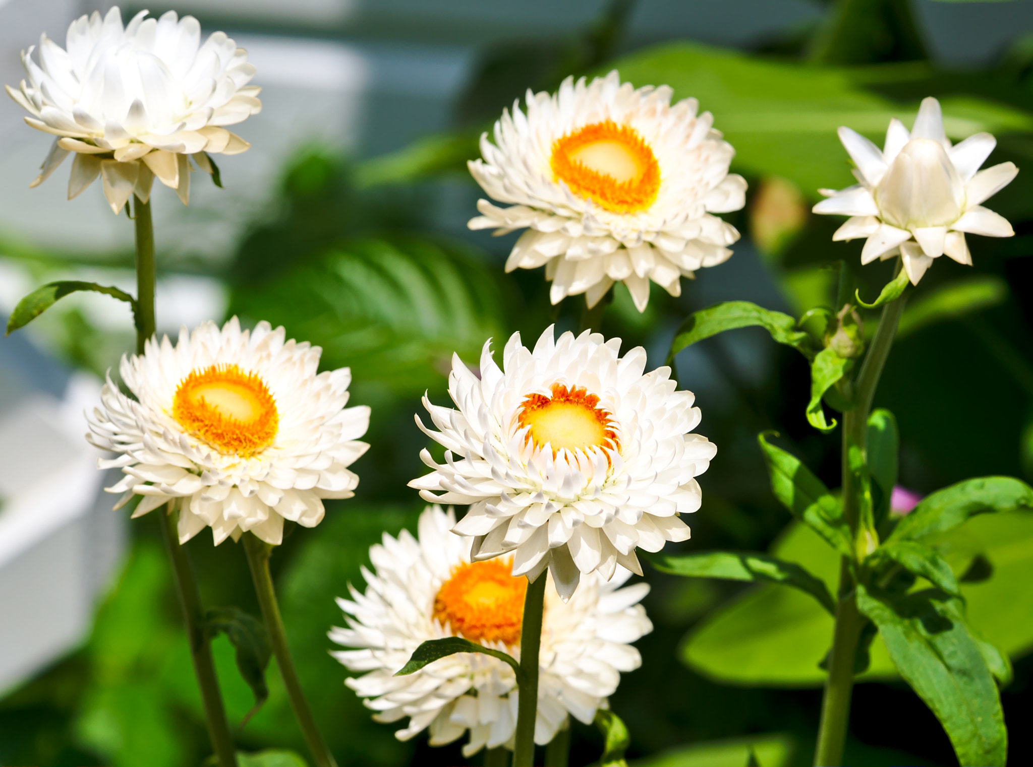 ZEISS Otus 85mm F1.4 sample photo. Daisies in the butterfly garden photography