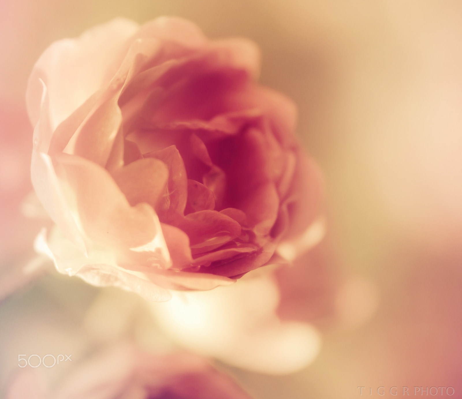 Samsung NX30 + Samsung NX 60mm F2.8 Macro ED OIS SSA sample photo. Romantic photography
