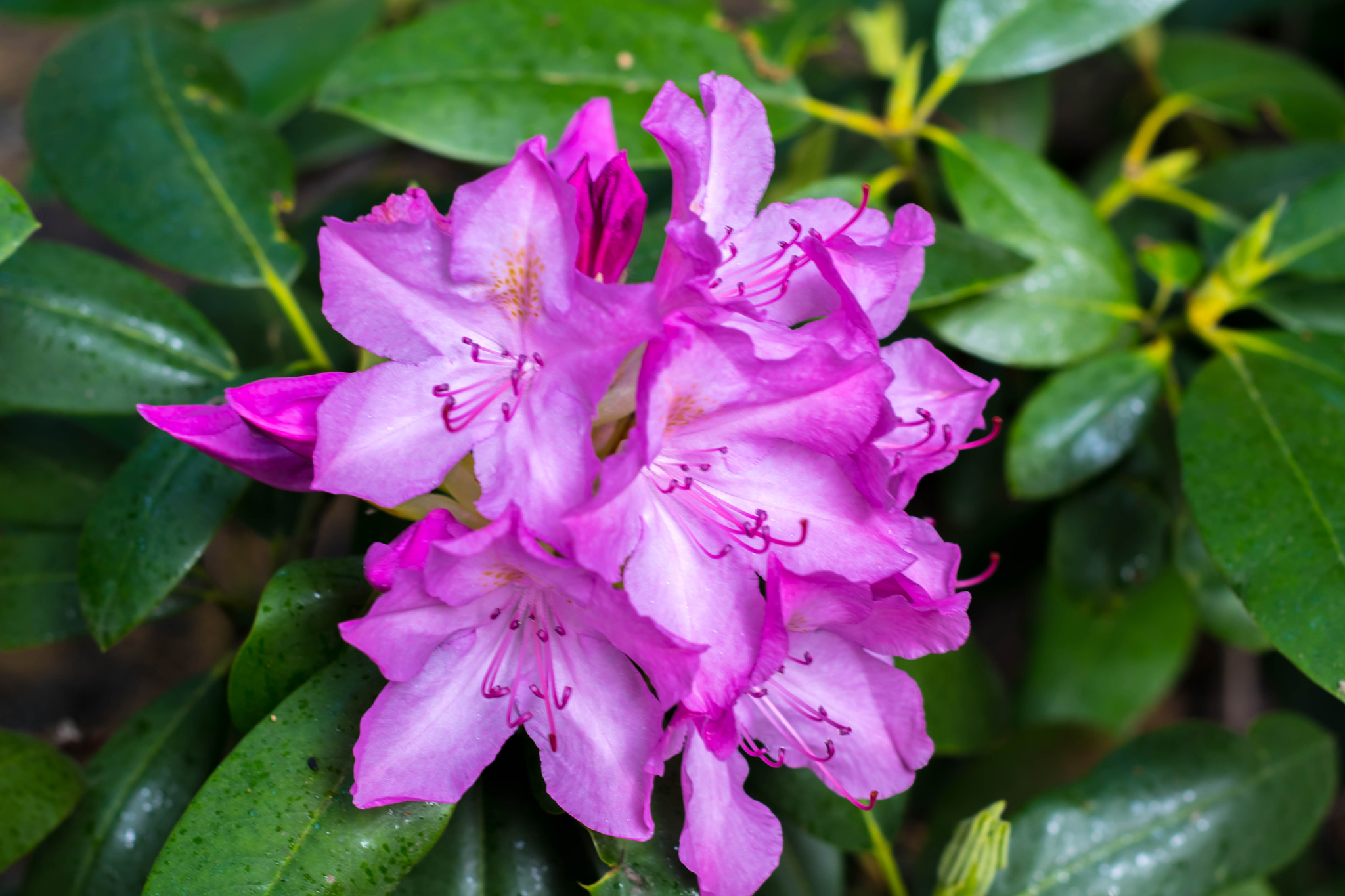 Nikon D5500 + Nikon AF Nikkor 50mm F1.8D sample photo. Purple flower photography