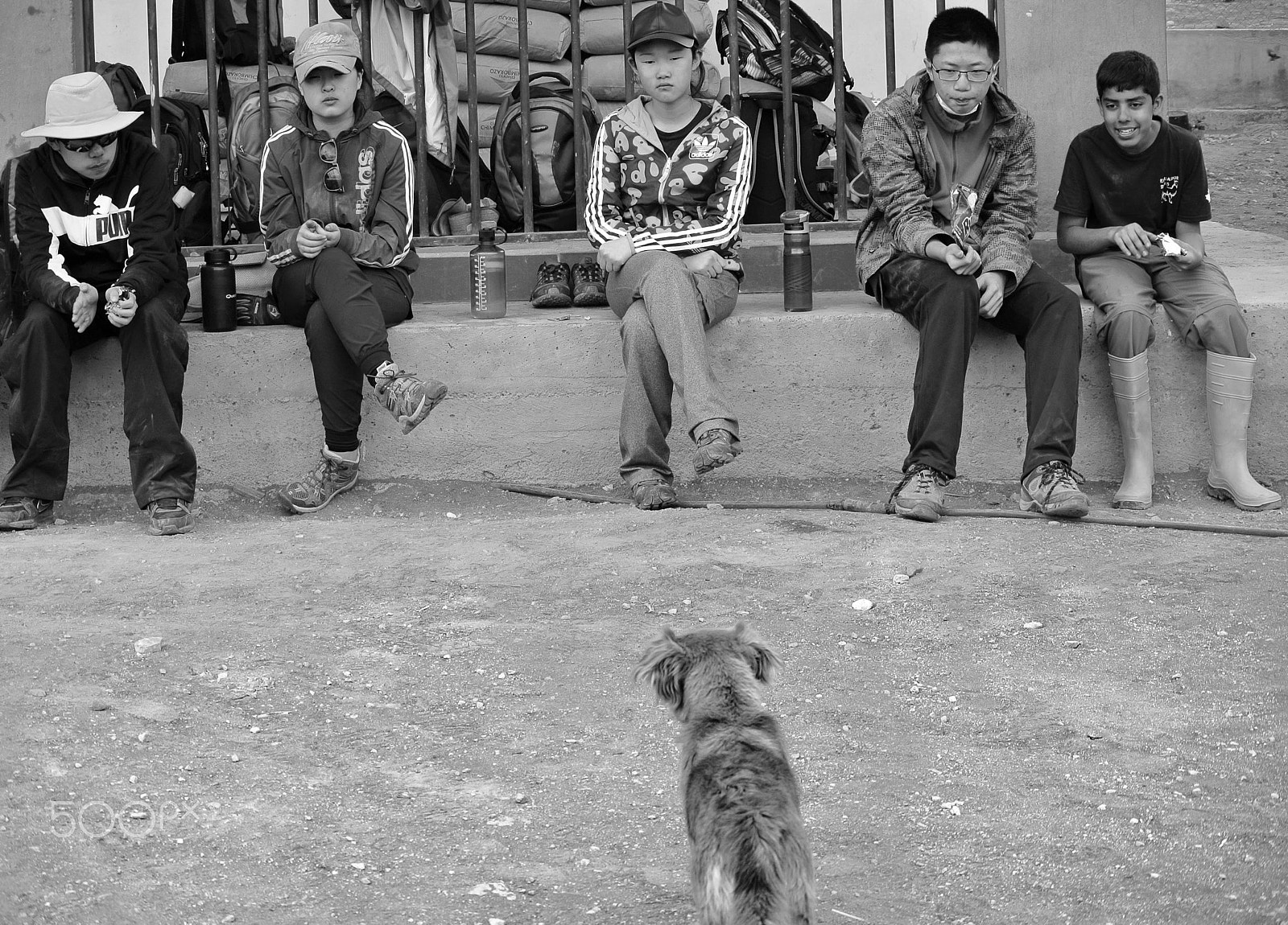 Nikon 1 Nikkor VR 30-110mm F3.8-5.6 sample photo. Animals photography