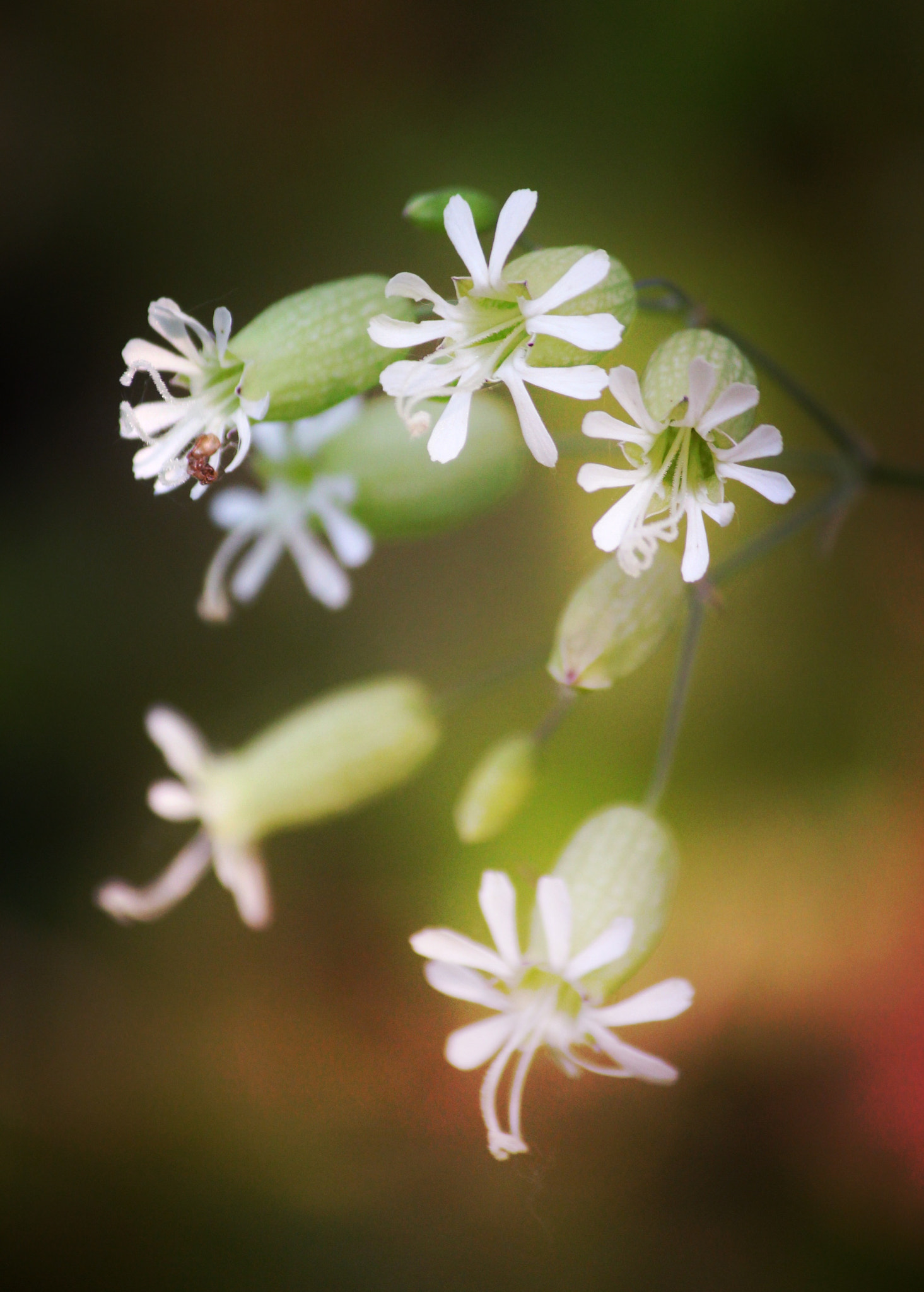 Canon EF-S 55-250mm F4-5.6 IS II sample photo. Stridoli photography