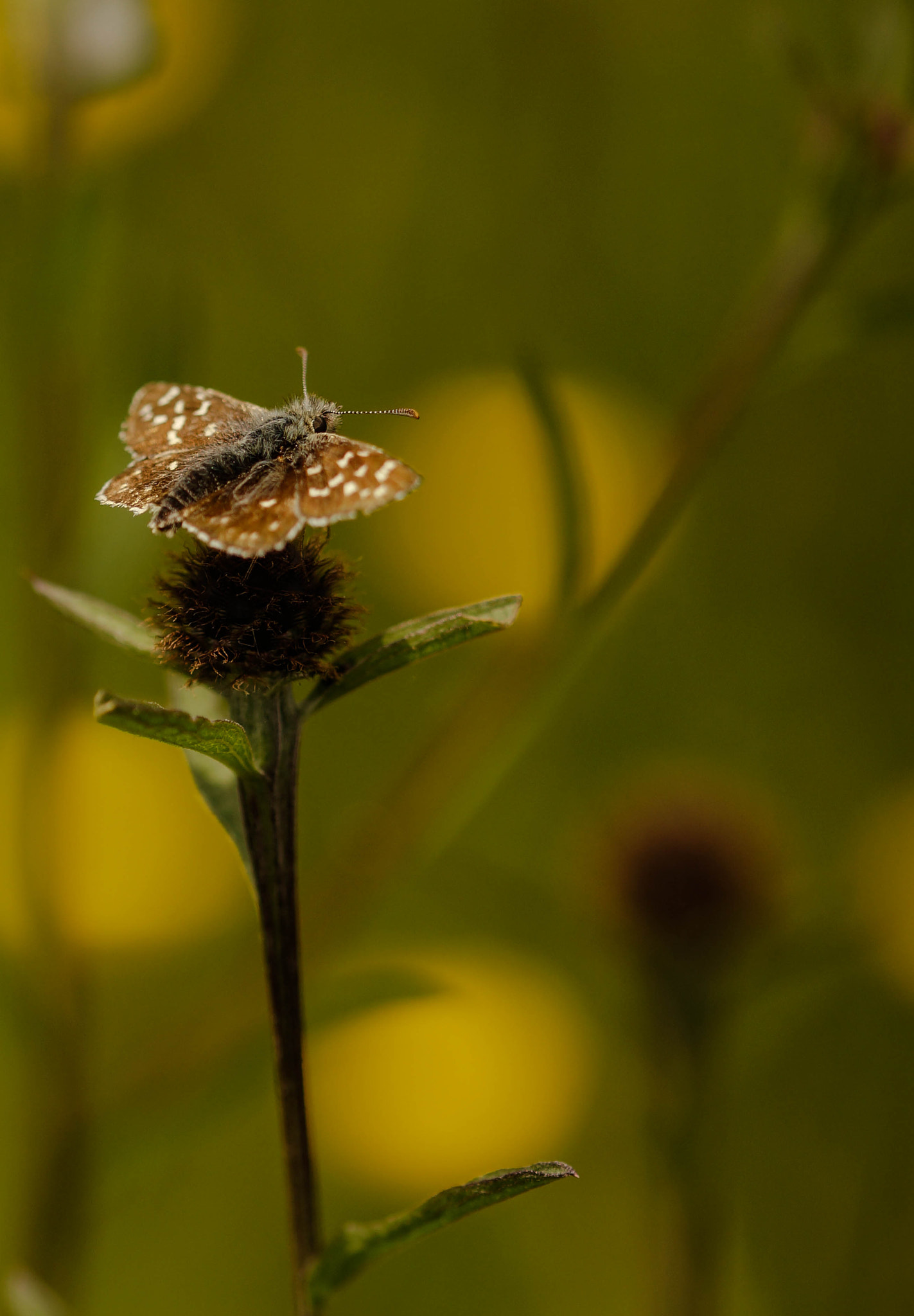 Sony SLT-A57 + 105mm F2.8 sample photo. Repos photography