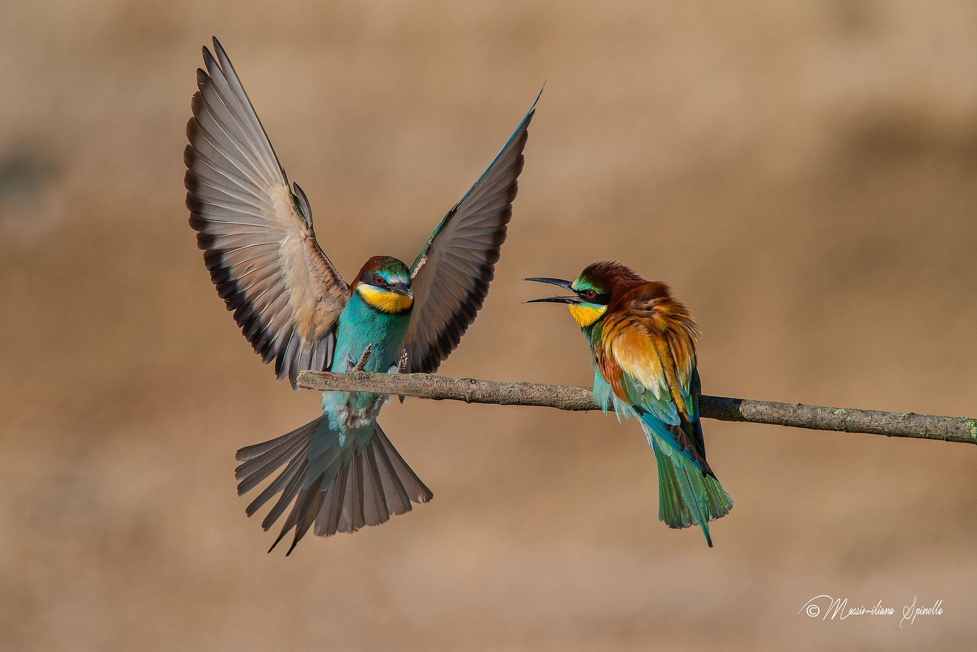 Nikon D800 + Sigma 300mm F2.8 APO EX DG HSM sample photo. Gruccione in atterraggio... photography