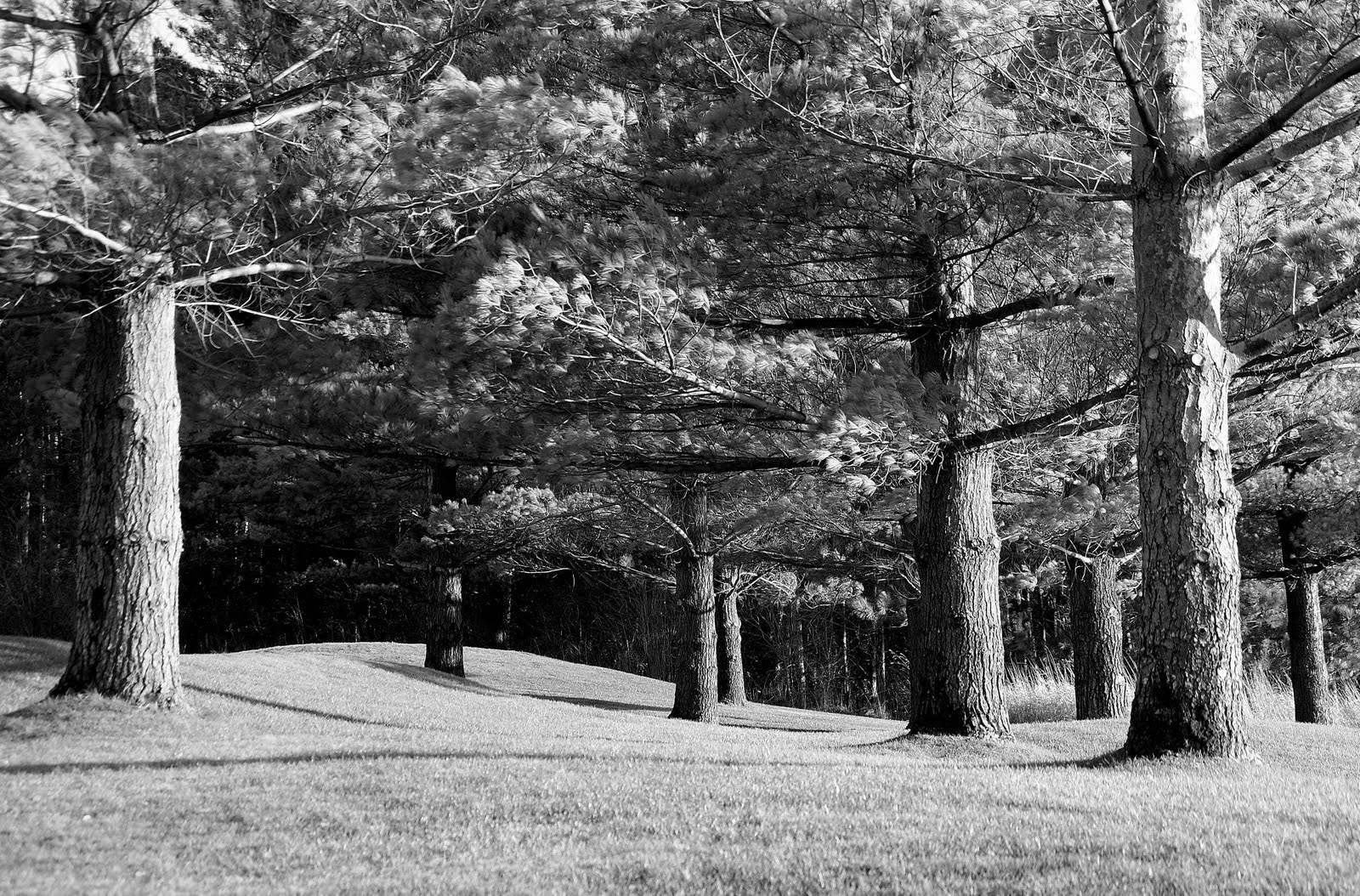 Sony Alpha DSLR-A300 sample photo. Dsc03425.jpg photography