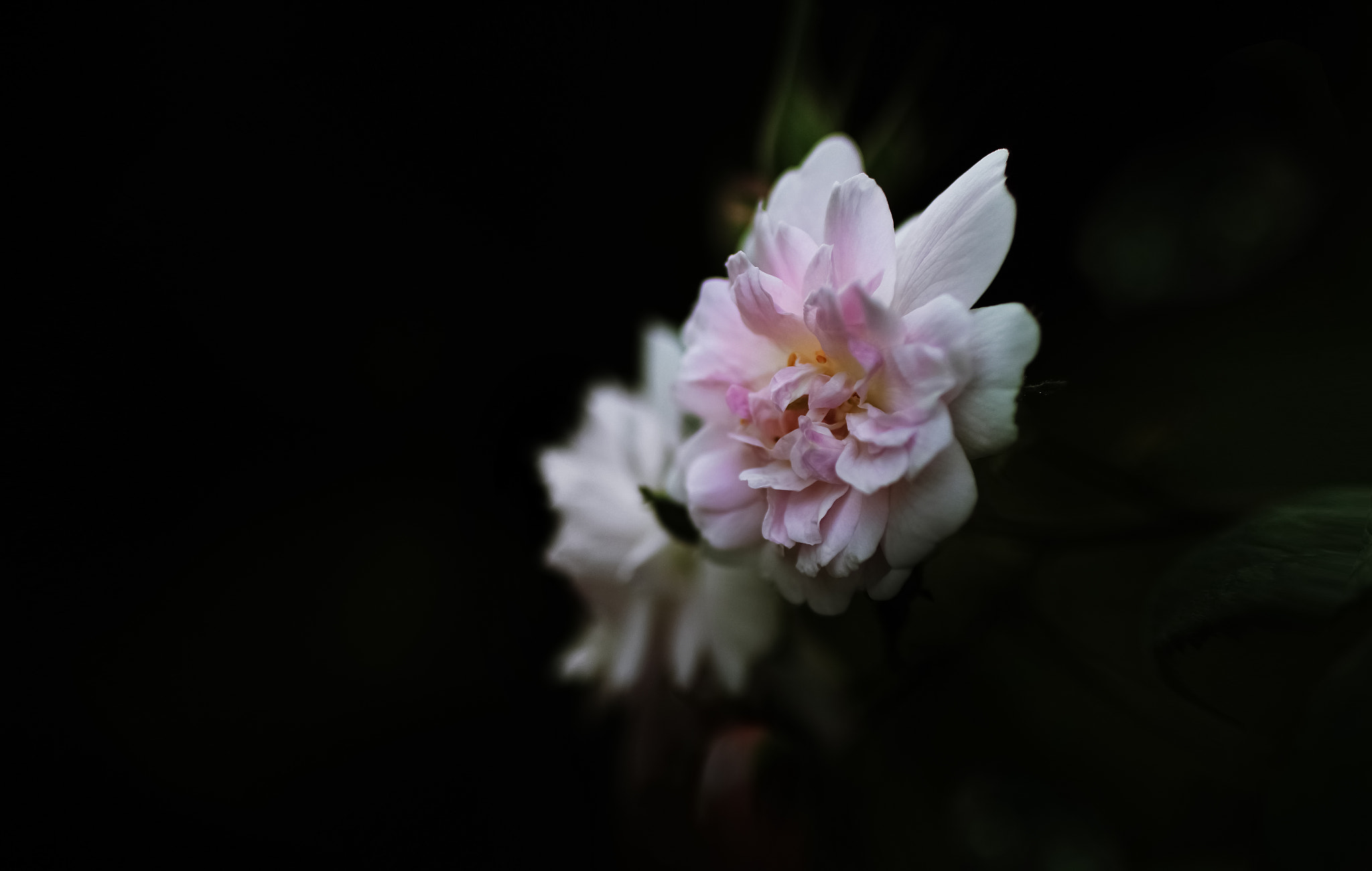 Canon EOS 60D + Canon EF 50mm F2.5 Macro sample photo. Crooked love photography