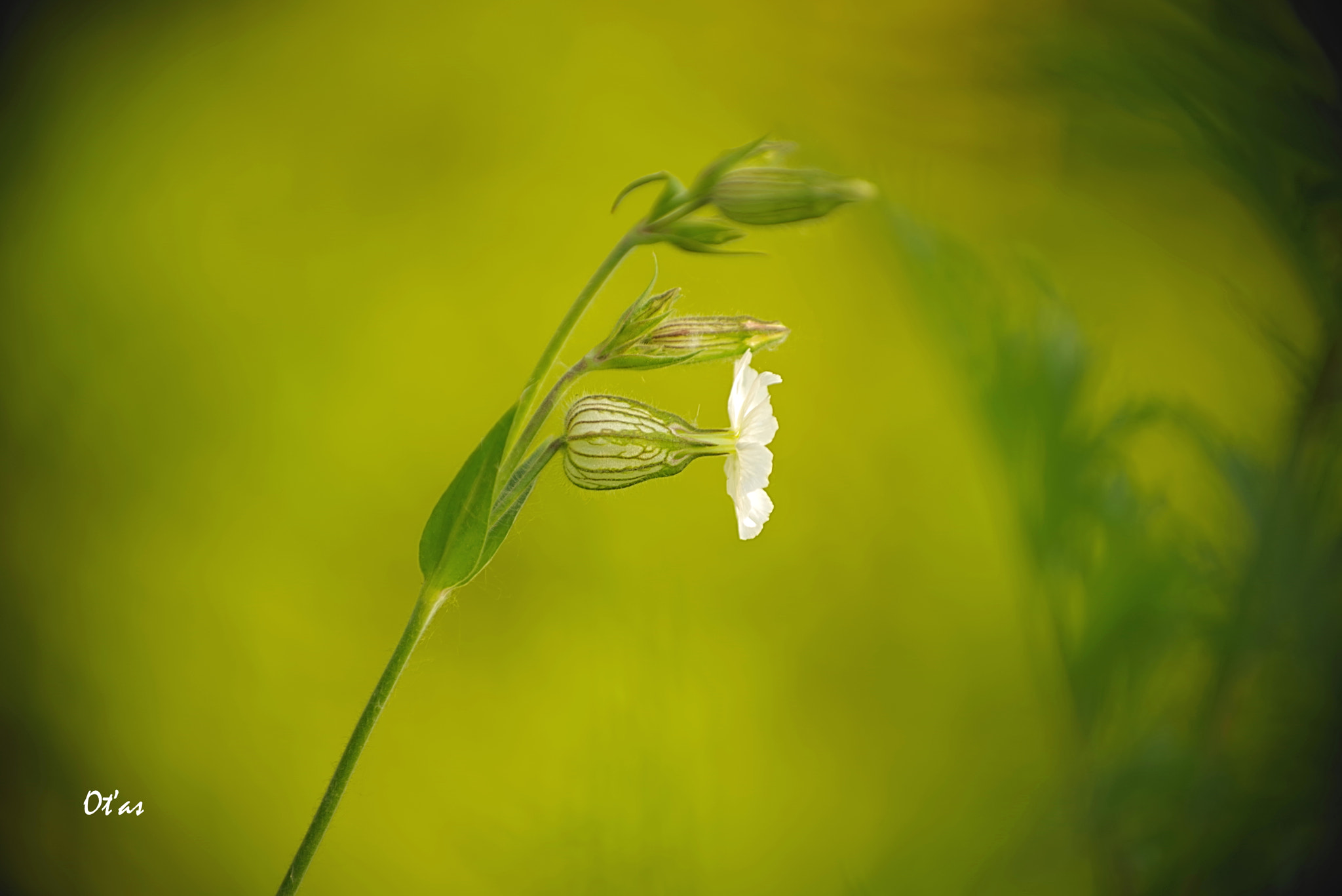 Pentax K-1 sample photo. In the evening ii photography