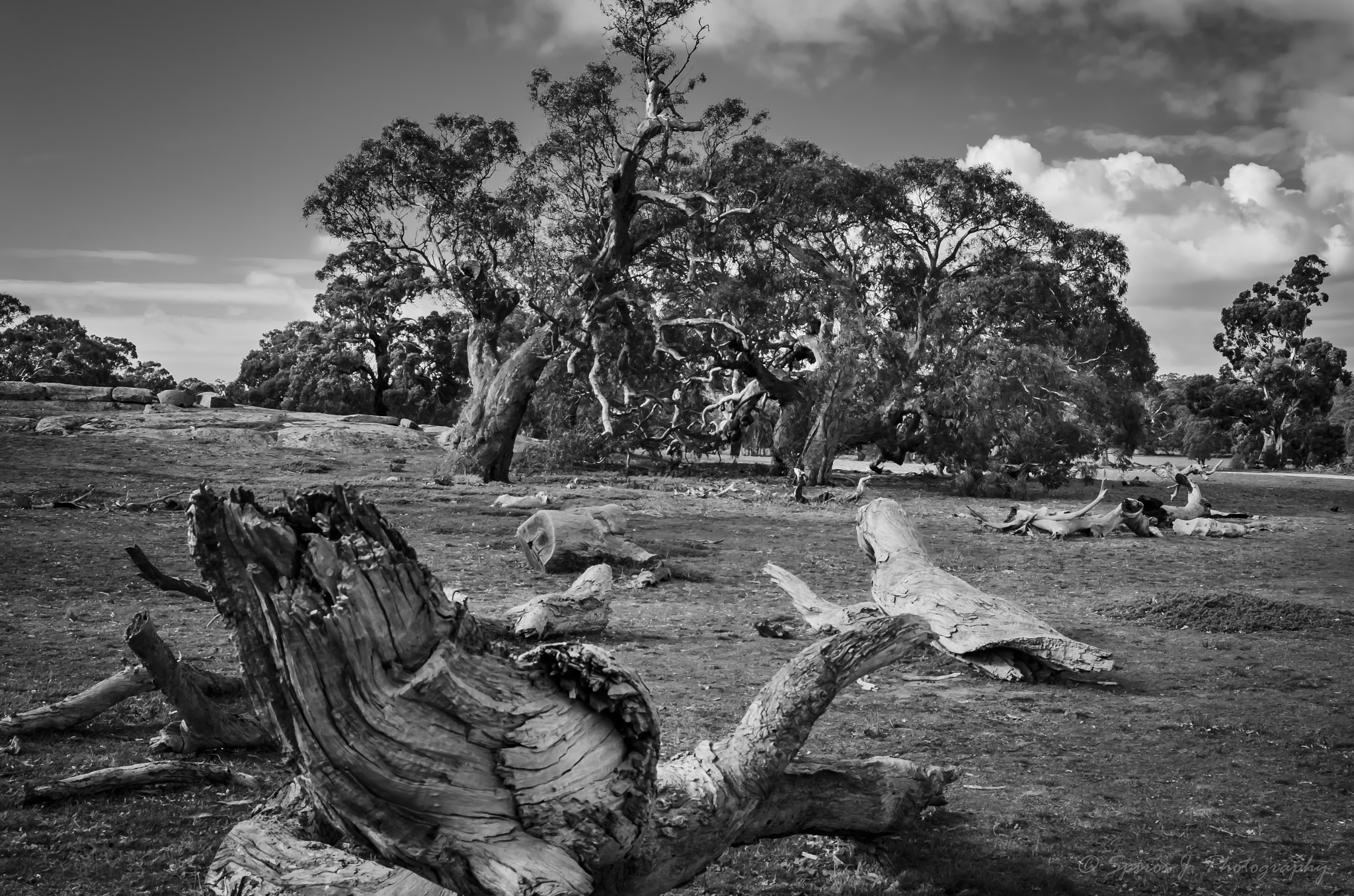 AF Zoom-Nikkor 28-80mm f/3.3-5.6G sample photo. Woodlands historic park greenvale bw photography