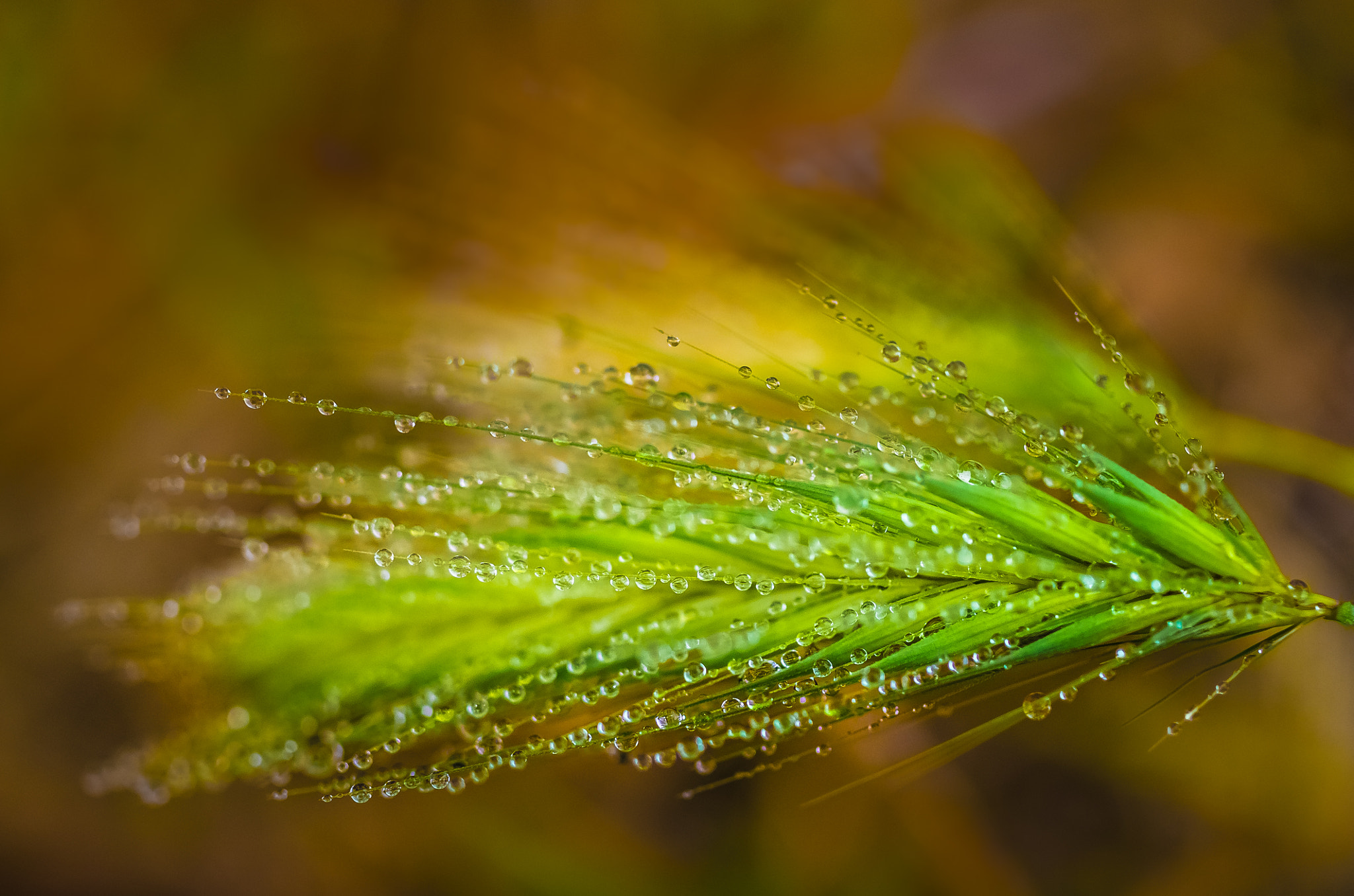 Pentax smc DA 35mm F2.8 Macro Limited sample photo. Morning rain photography