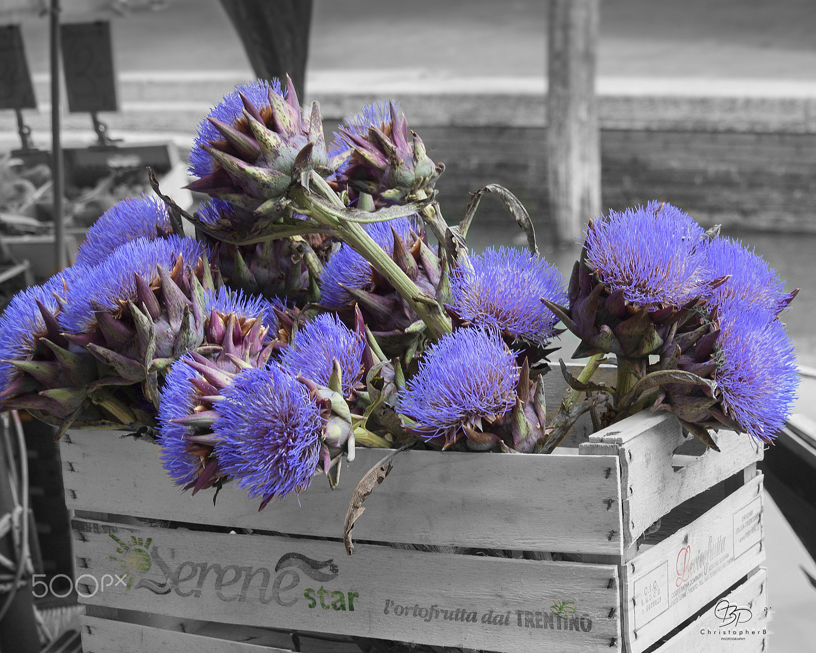 Nikon 1 Nikkor VR 30-110mm F3.8-5.6 sample photo. Venetian artichoke photography