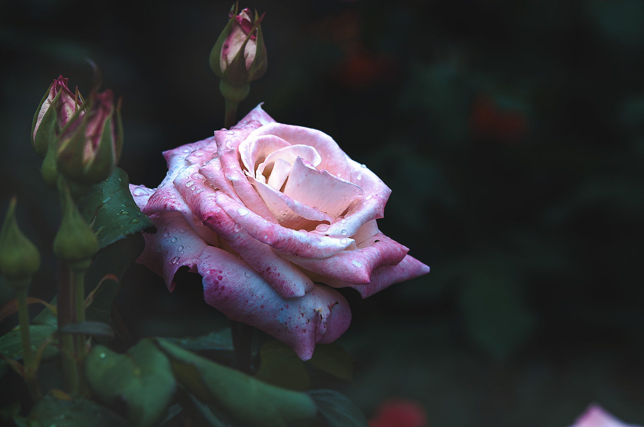 AF Micro-Nikkor 105mm f/2.8 sample photo. Роза photography