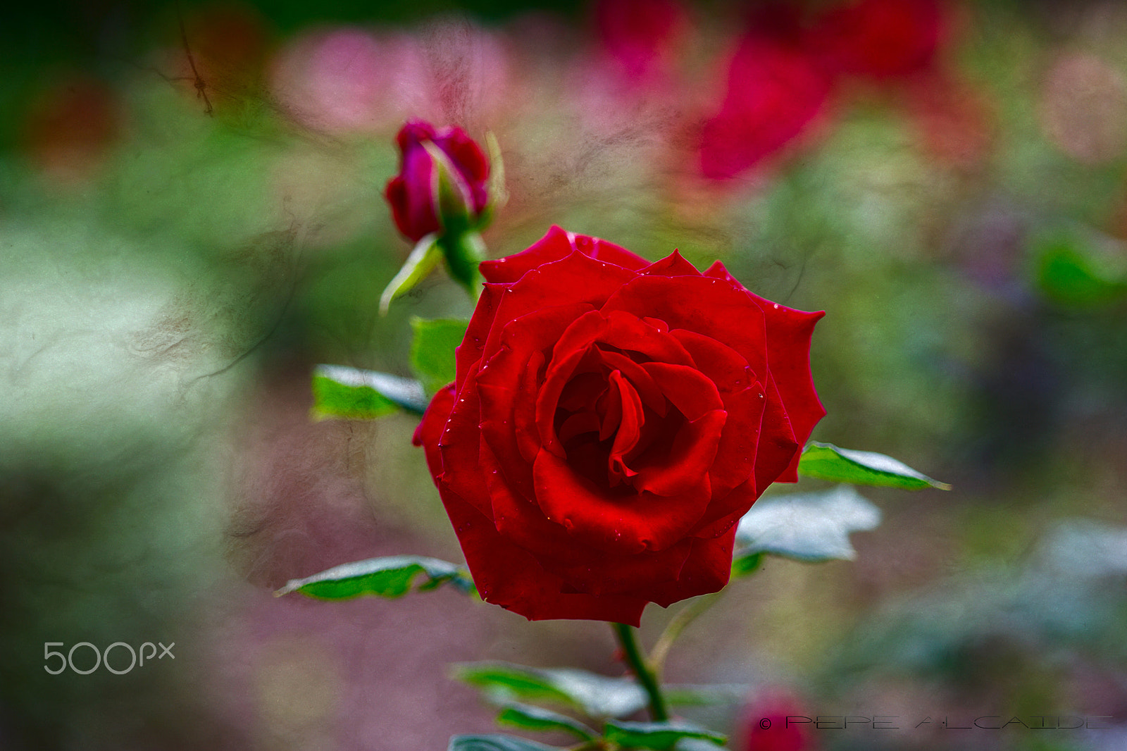 Canon EF 100-200mm f/4.5A sample photo. Rosa rosae photography