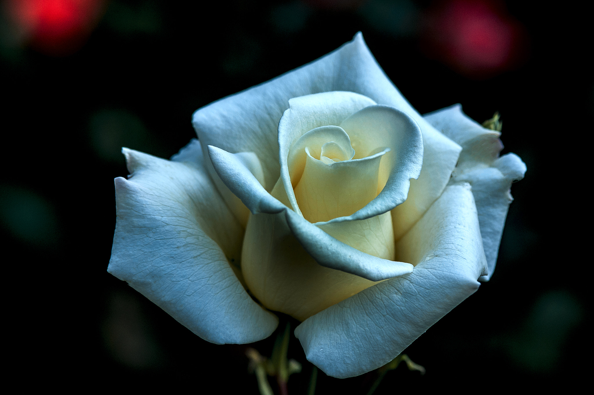 Nikon D300 + AF Micro-Nikkor 105mm f/2.8 sample photo. Роза photography