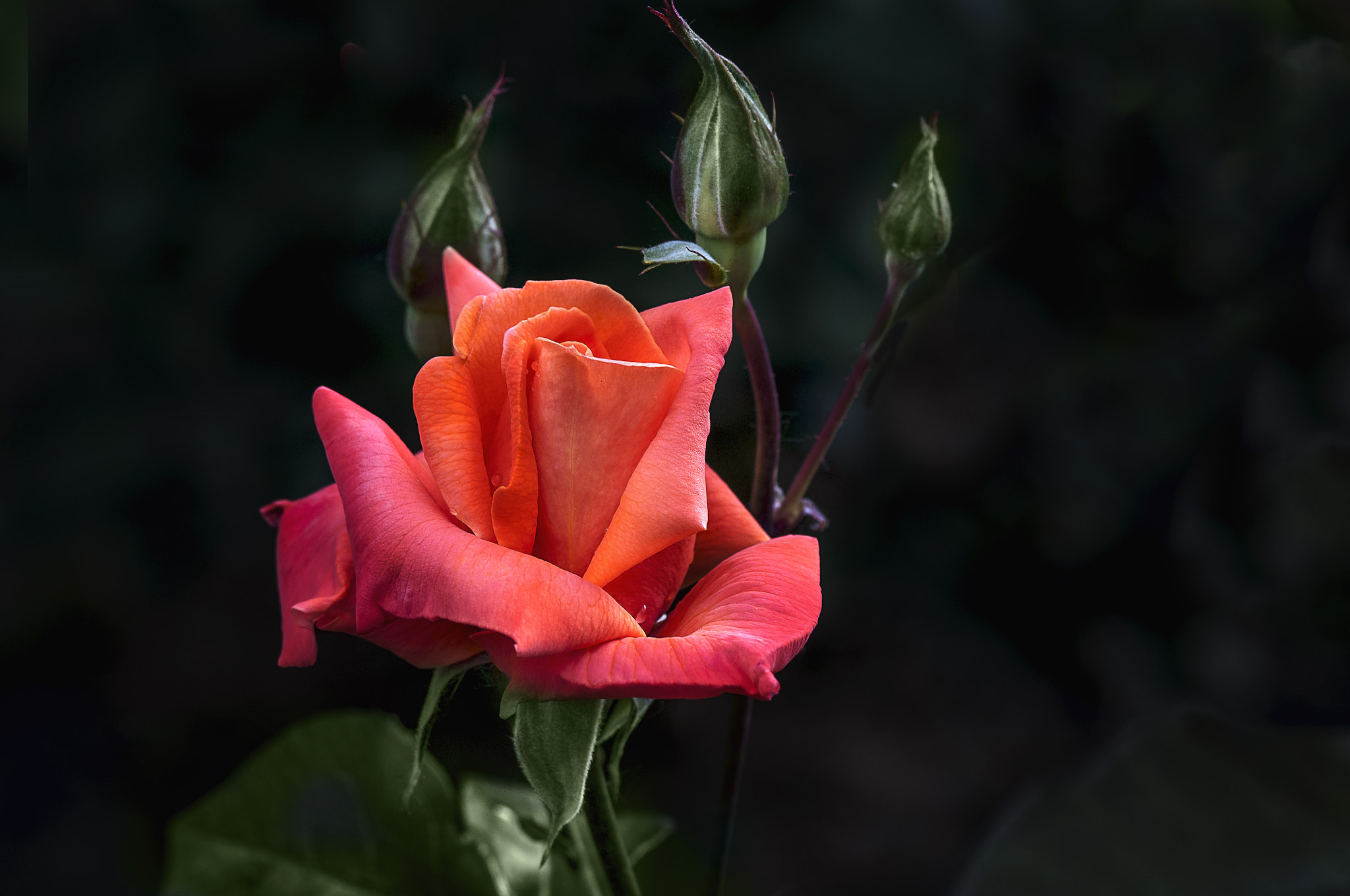AF Micro-Nikkor 105mm f/2.8 sample photo. Роза photography