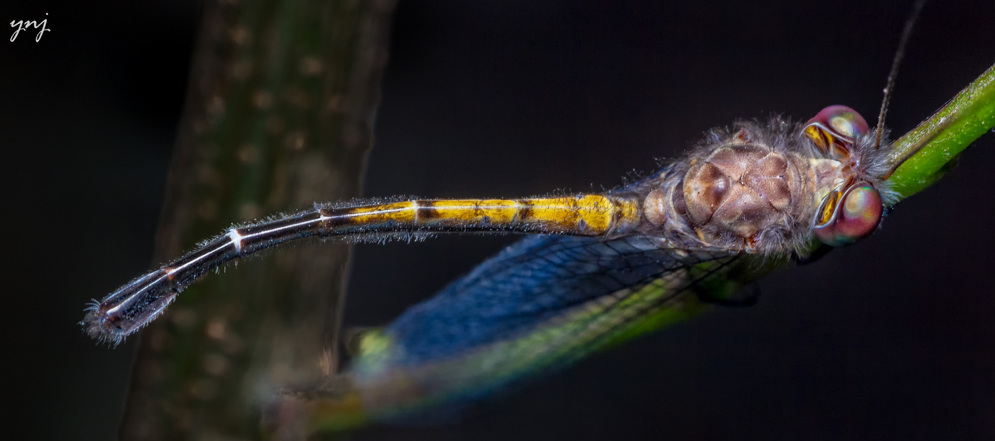 Sigma 70-300mm F4-5.6 APO DG Macro sample photo. Owlfly top view photography