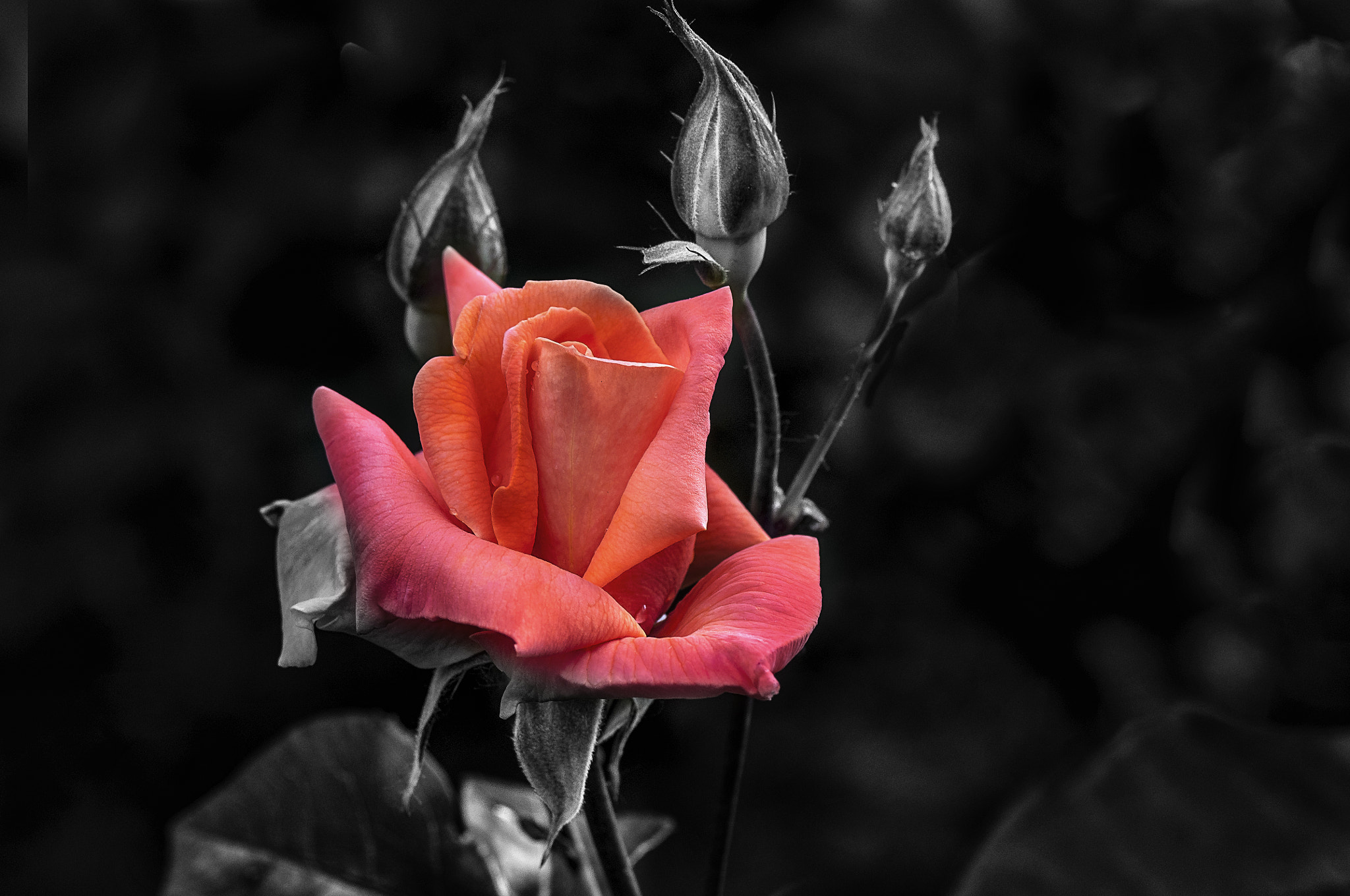 Nikon D300 + AF Micro-Nikkor 105mm f/2.8 sample photo. Роза photography