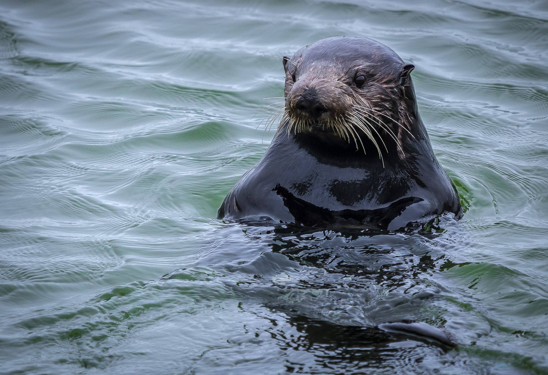 Olympus OM-D E-M1 + LEICA DG 100-400/F4.0-6.3 sample photo. Sea otter photography