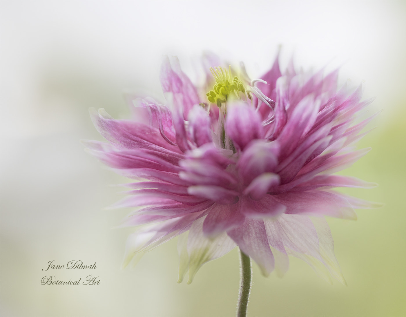 Canon EF 180mm F3.5L Macro USM sample photo. Norah barlow - aquilegia photography
