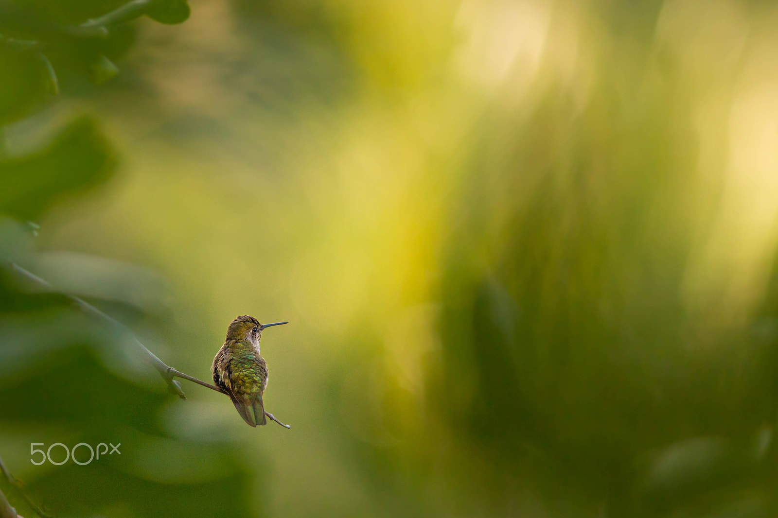 Canon EF 300mm F4L IS USM sample photo. Anna photography