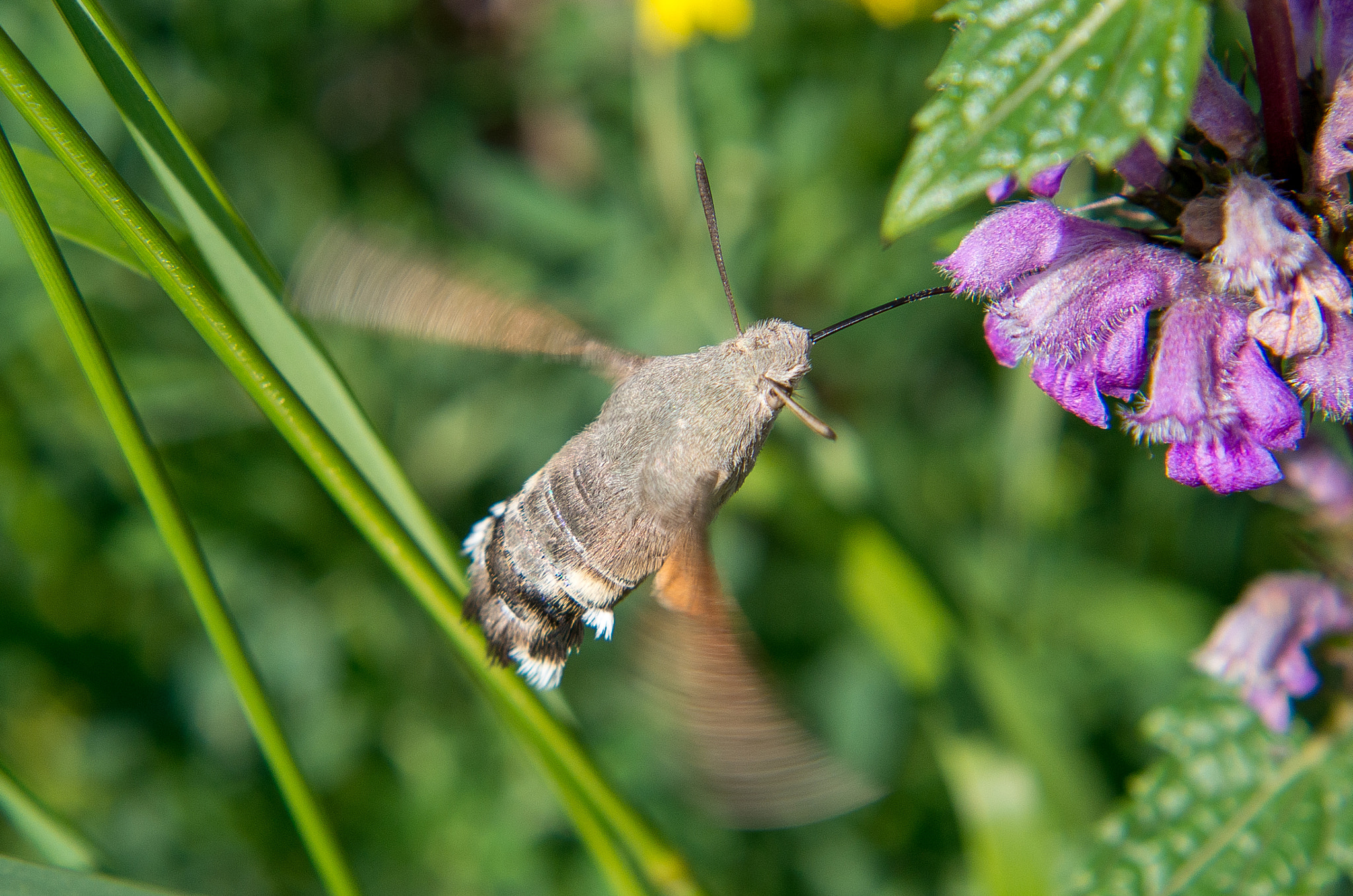 HD Pentax DA 55-300mm F4.0-5.8 ED WR sample photo. Hummingbird hawk-moth // macroglossum stellatarum photography
