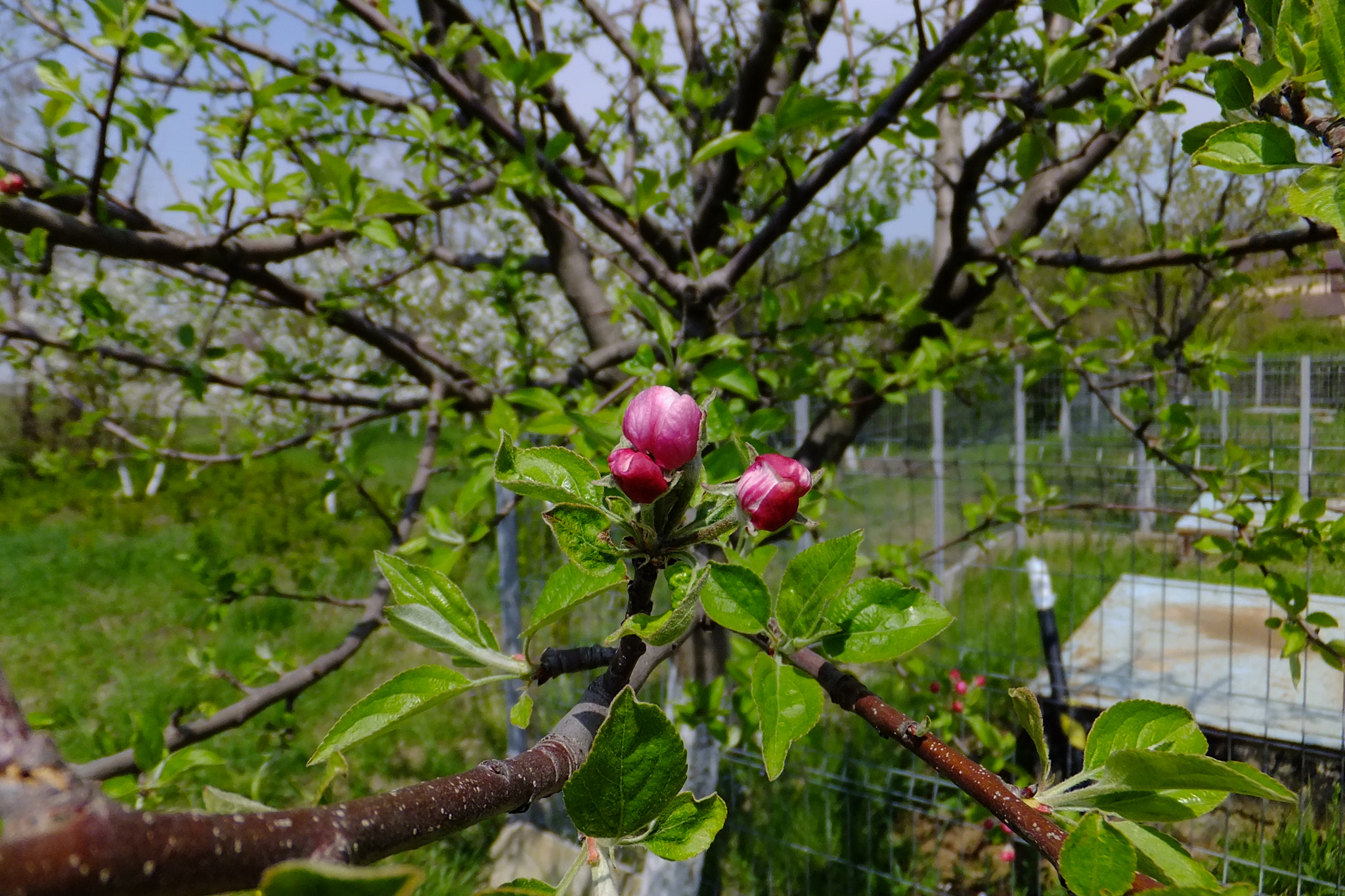 Fujifilm FinePix F660EXR sample photo. Spring time! photography