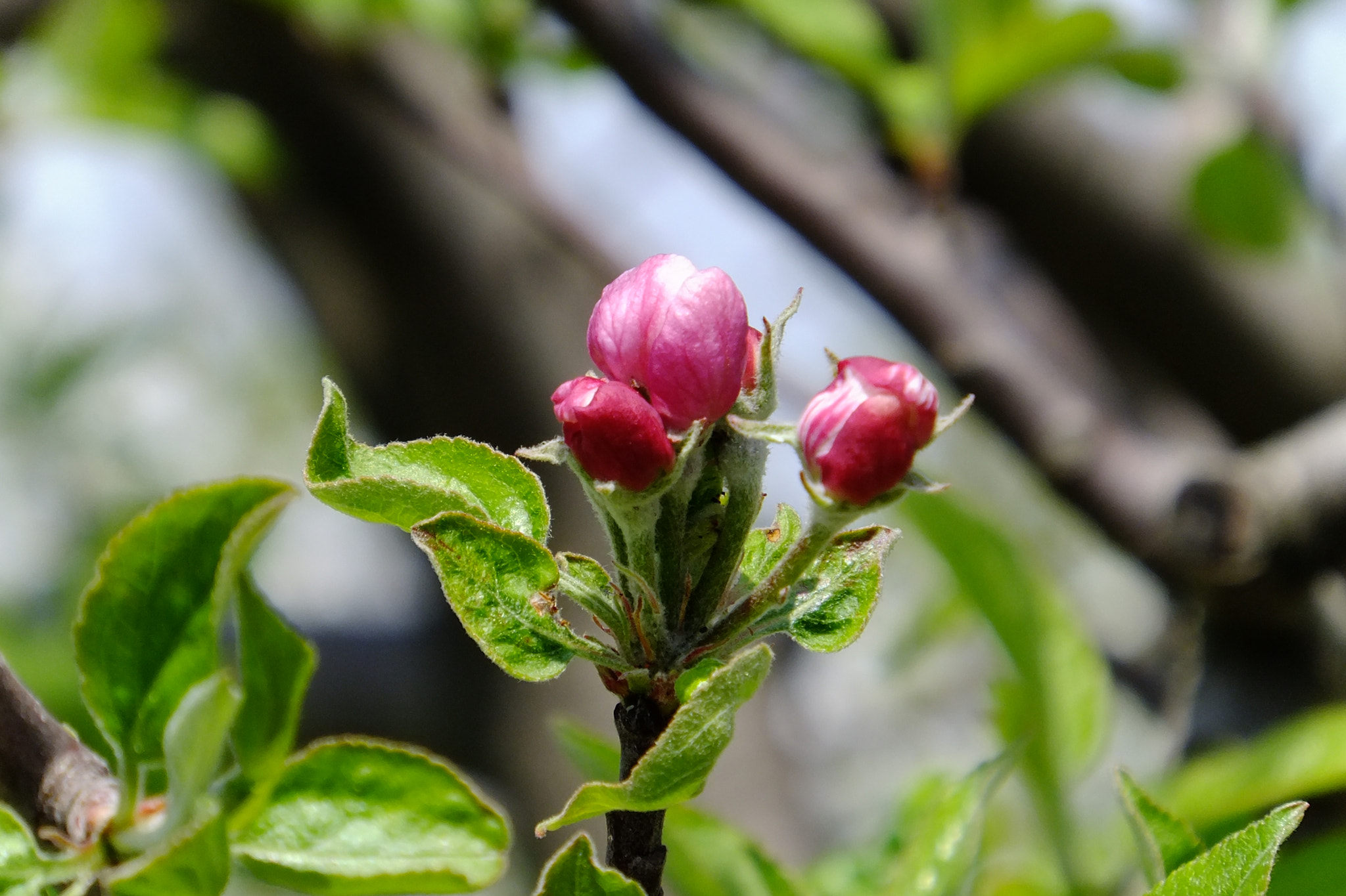 Fujifilm FinePix F660EXR sample photo. Spring time! photography