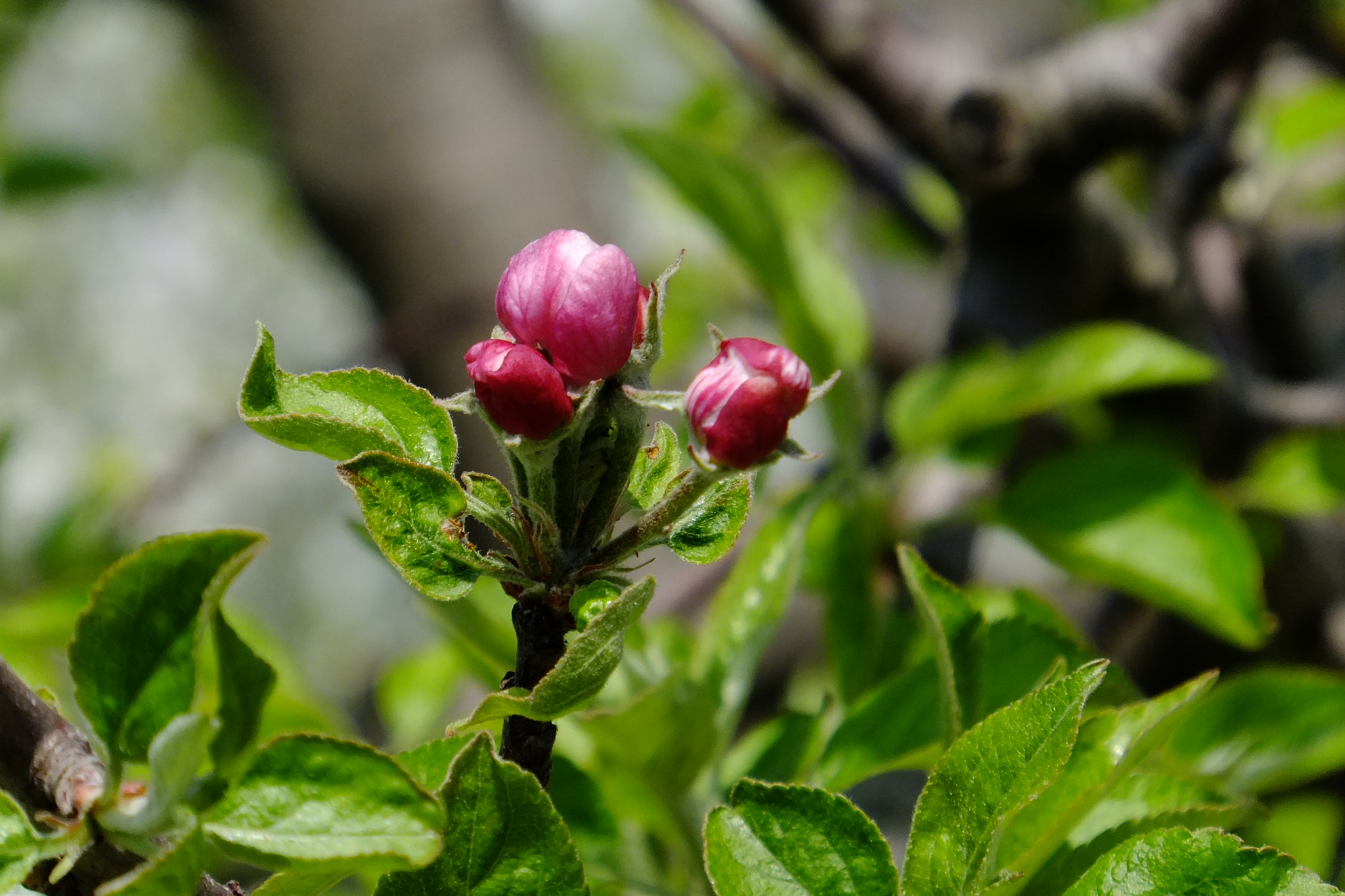 Fujifilm FinePix F660EXR sample photo. Spring time! photography