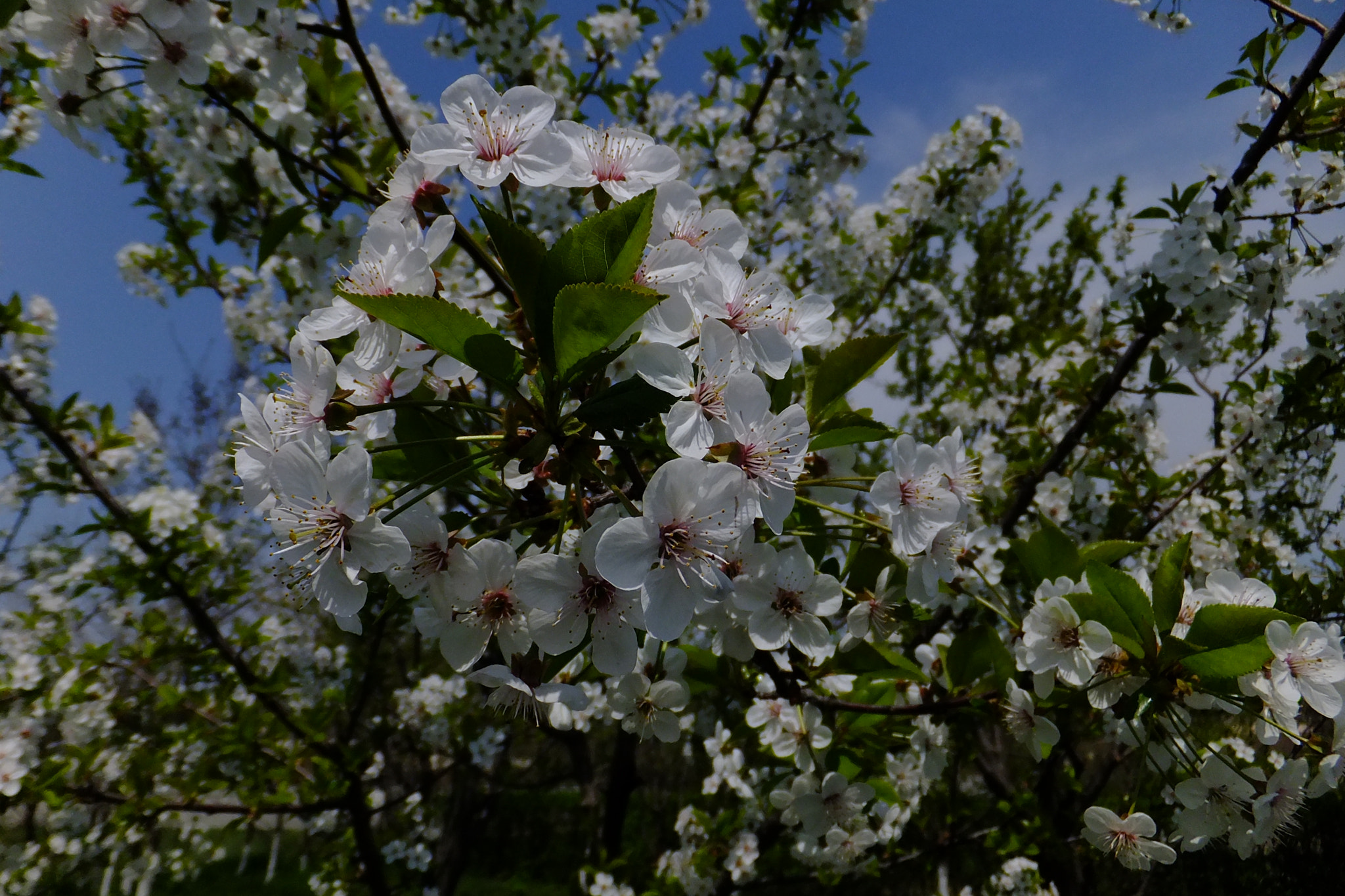 Fujifilm FinePix F660EXR sample photo. Spring time! photography