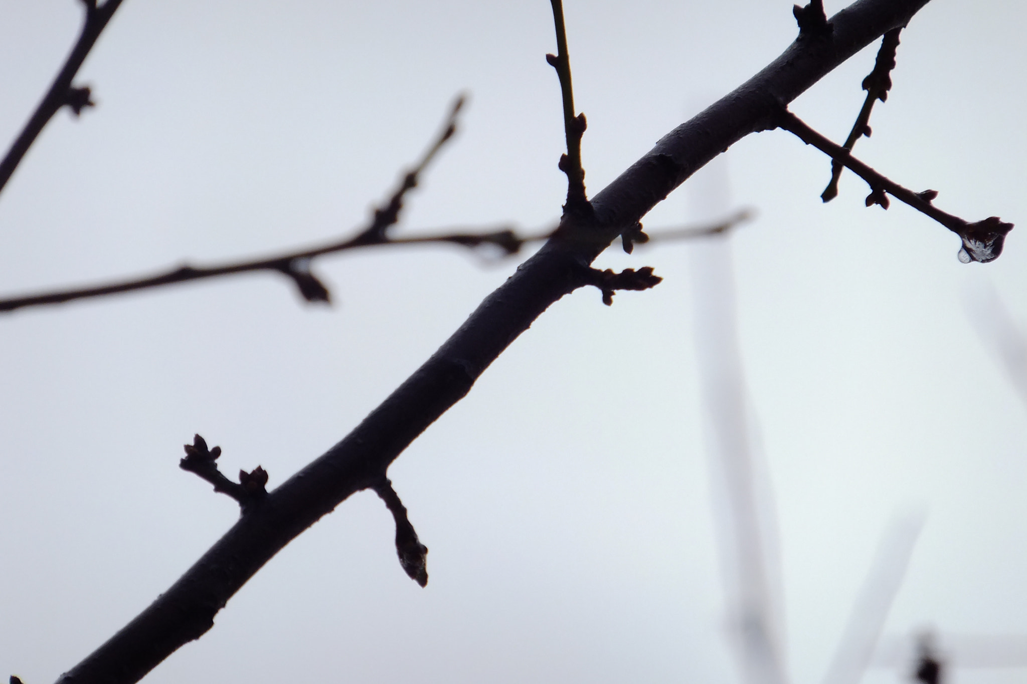 Fujifilm FinePix F660EXR sample photo. Spring time! photography