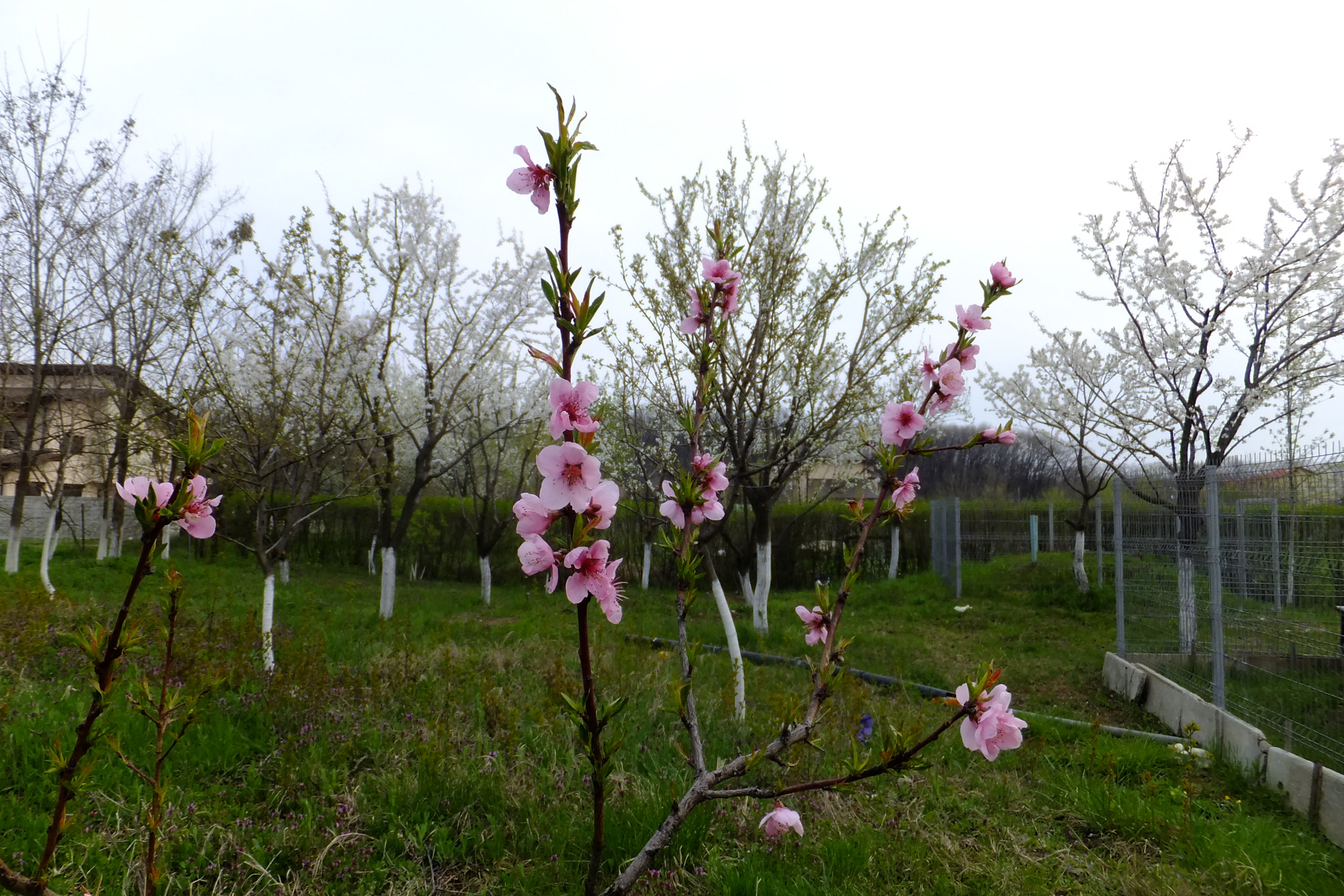 Fujifilm FinePix F660EXR sample photo. Spring time! photography