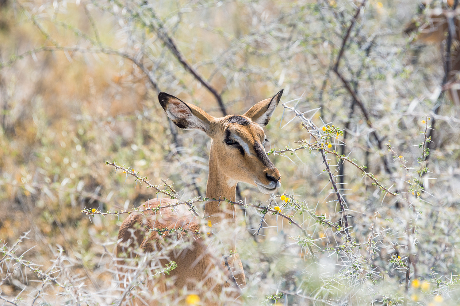 Sony a99 II + Sony 70-400mm F4-5.6 G SSM sample photo. * photography