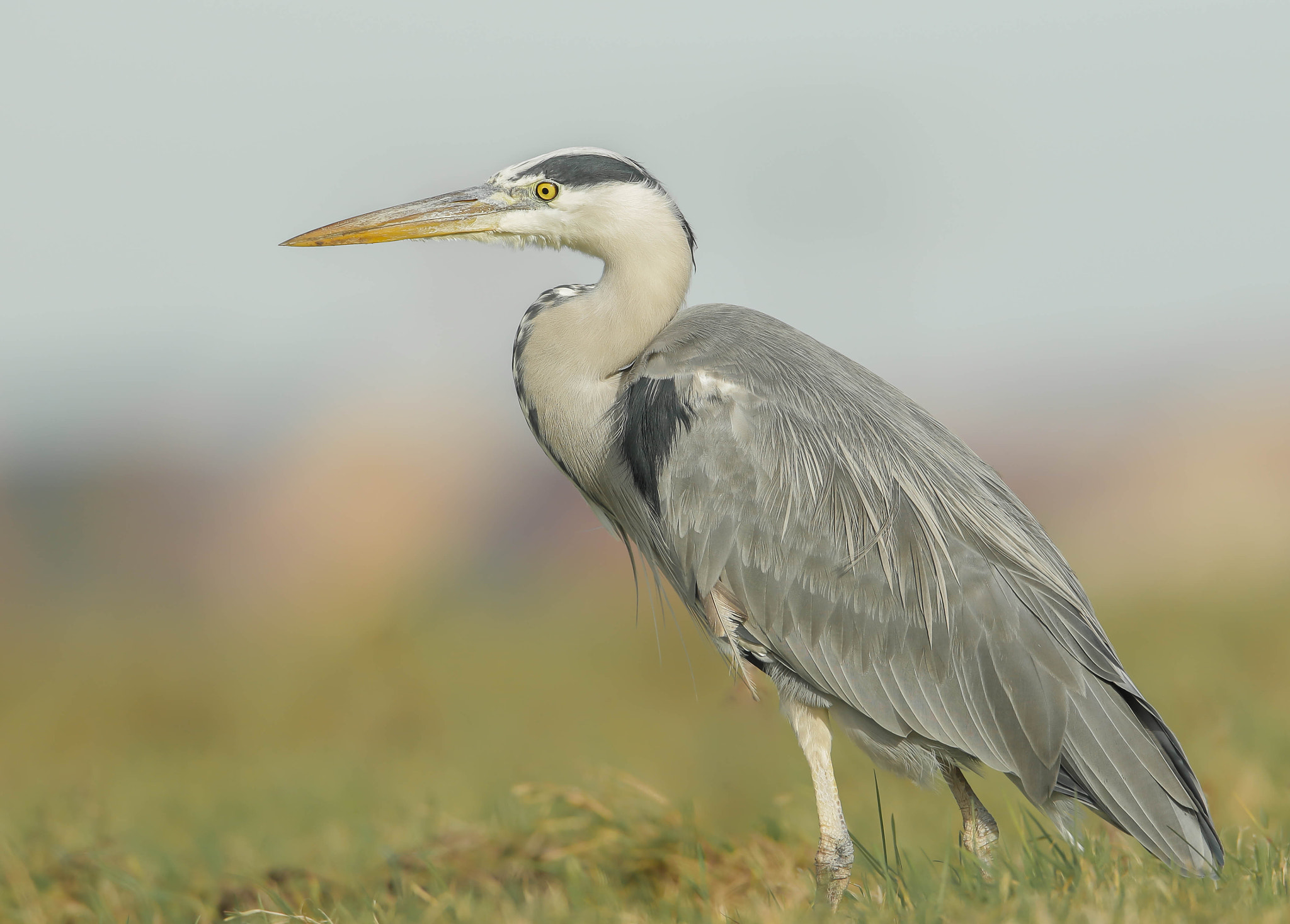 Canon EF 600mm f/4L IS sample photo. Grey heron photography