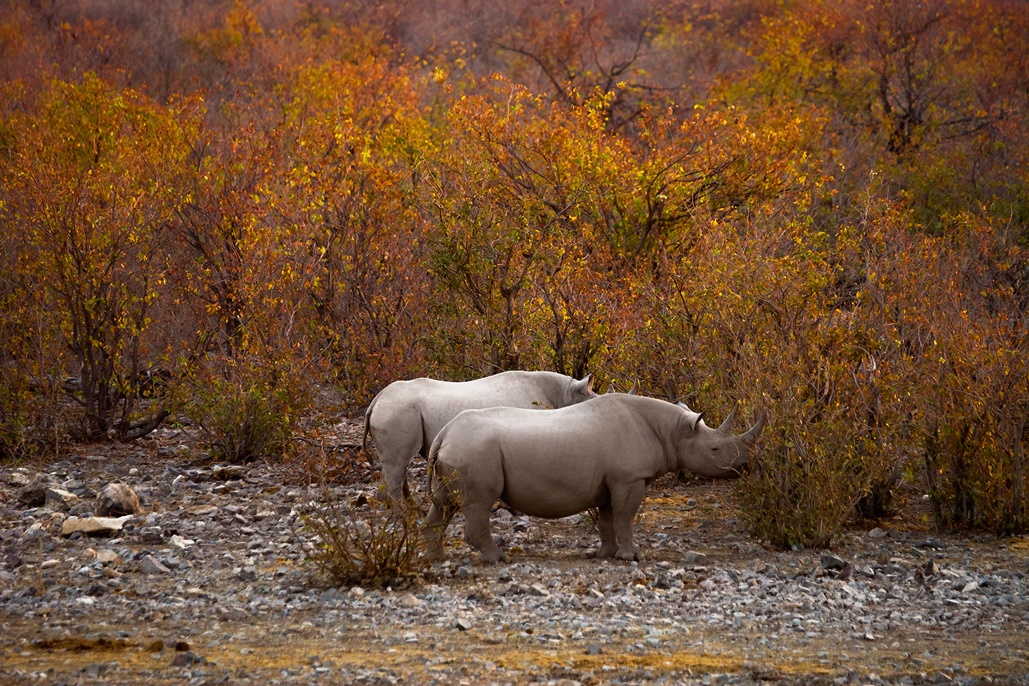 Sony a99 II + Sony 70-400mm F4-5.6 G SSM sample photo. Black rhinos photography