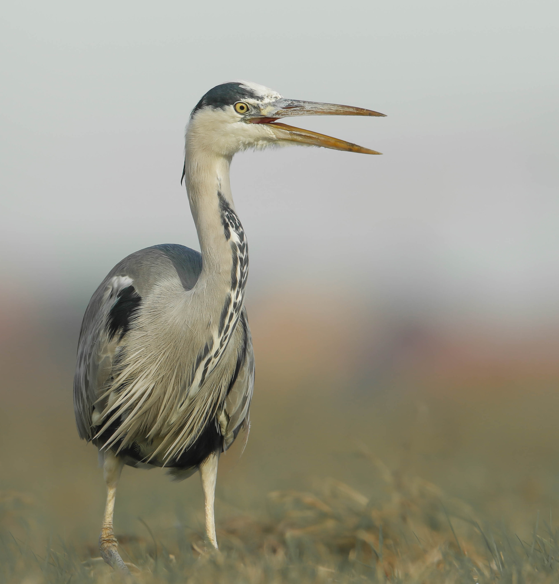 Canon EF 600mm f/4L IS sample photo. Grey heron photography