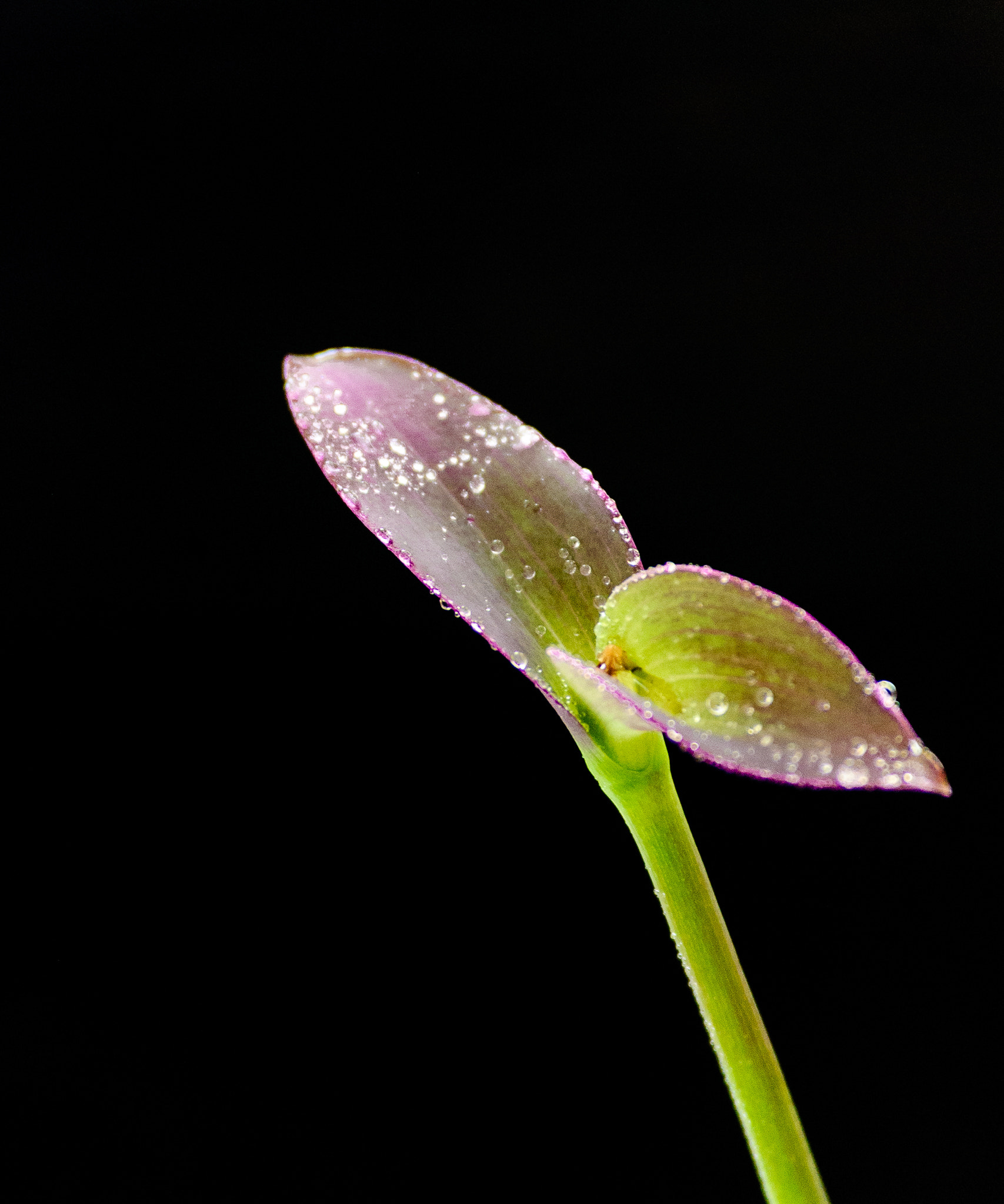 Nikon D40X sample photo. Morning dew photography