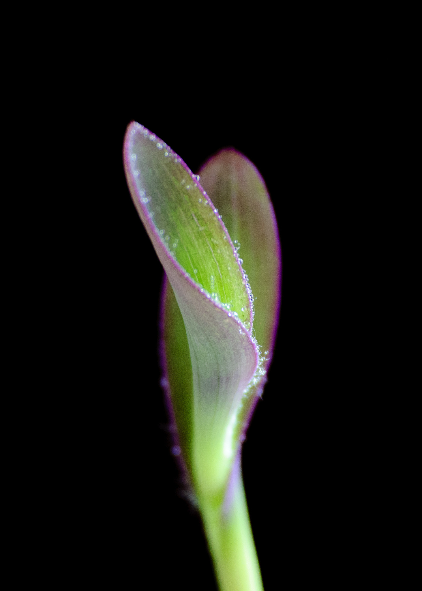 Nikon D40X sample photo. Morning glory.. photography