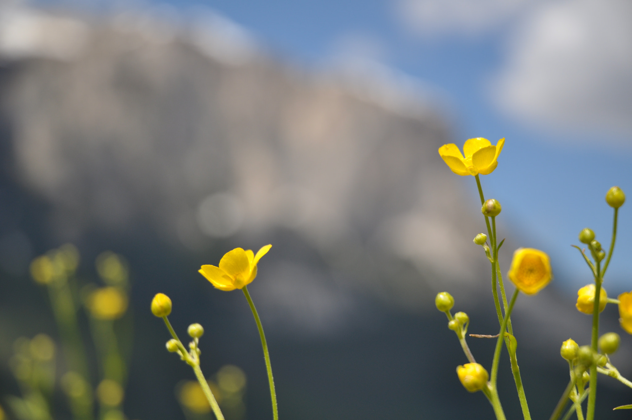 Nikon D5000 + Nikon AF-S DX Nikkor 18-70mm F3.5-4.5G ED-IF sample photo. Flowers in springtime photography