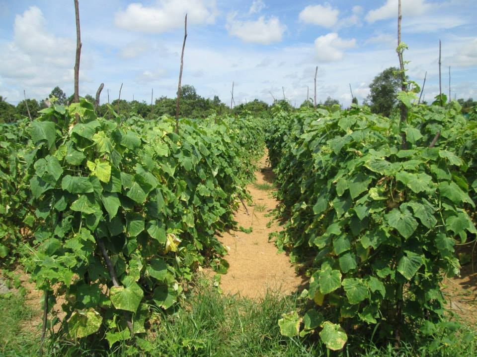 Organic Vegetable Production