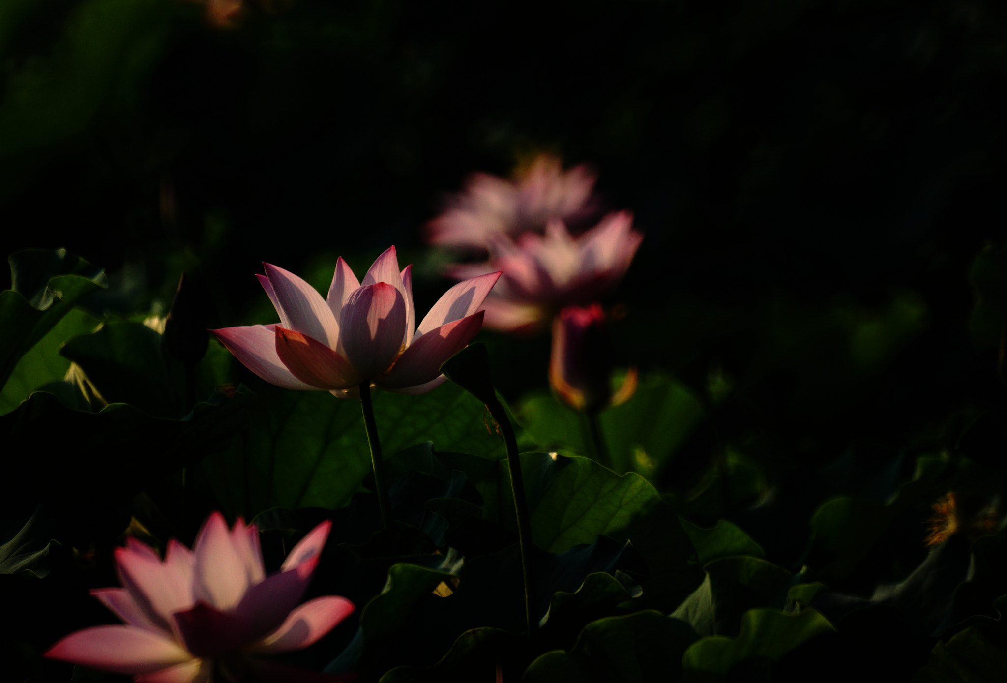 Sony ILCA-77M2 sample photo. Morning lotus photography