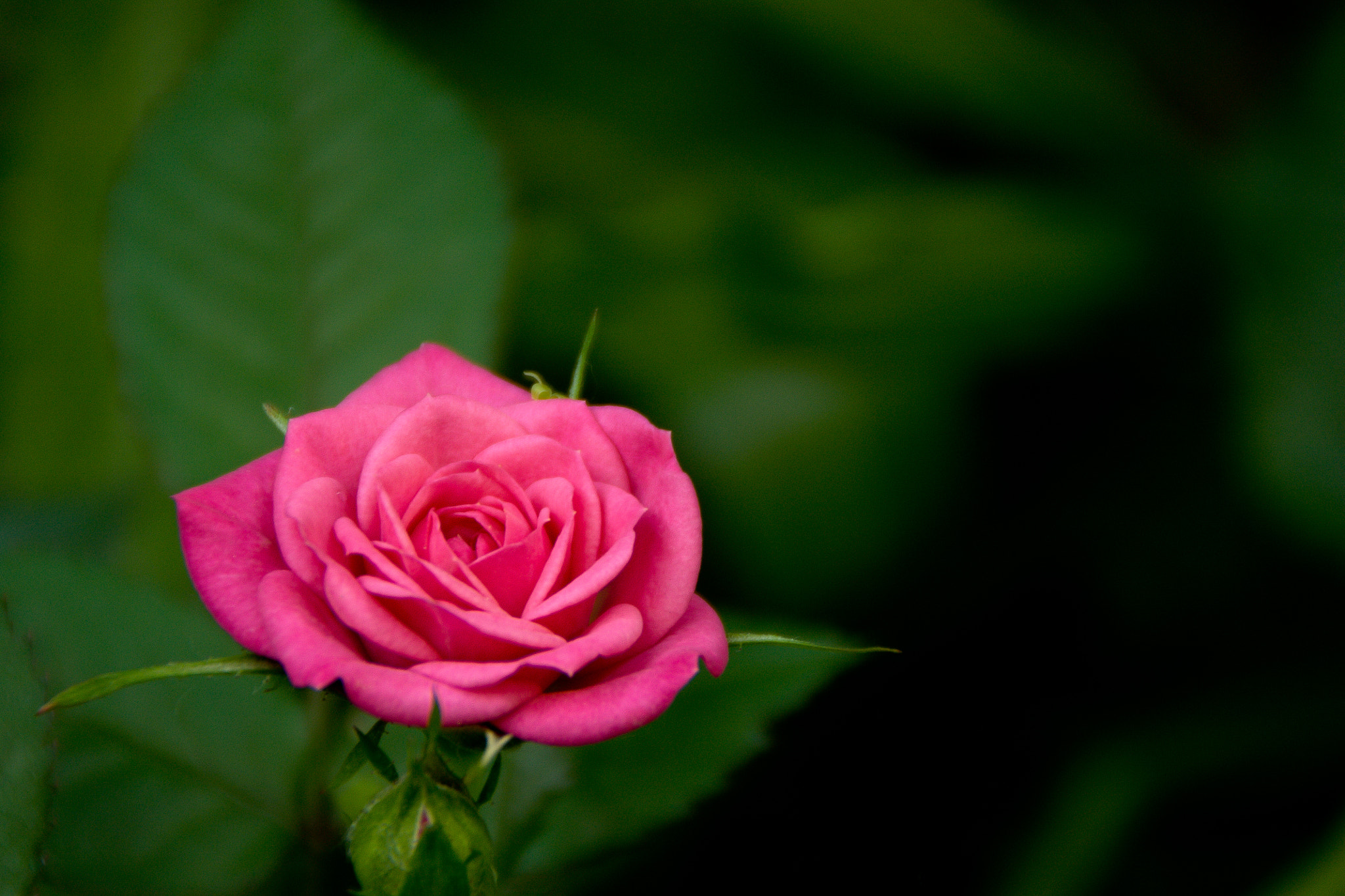 Canon EOS 450D (EOS Rebel XSi / EOS Kiss X2) sample photo. The beauty of nature photography