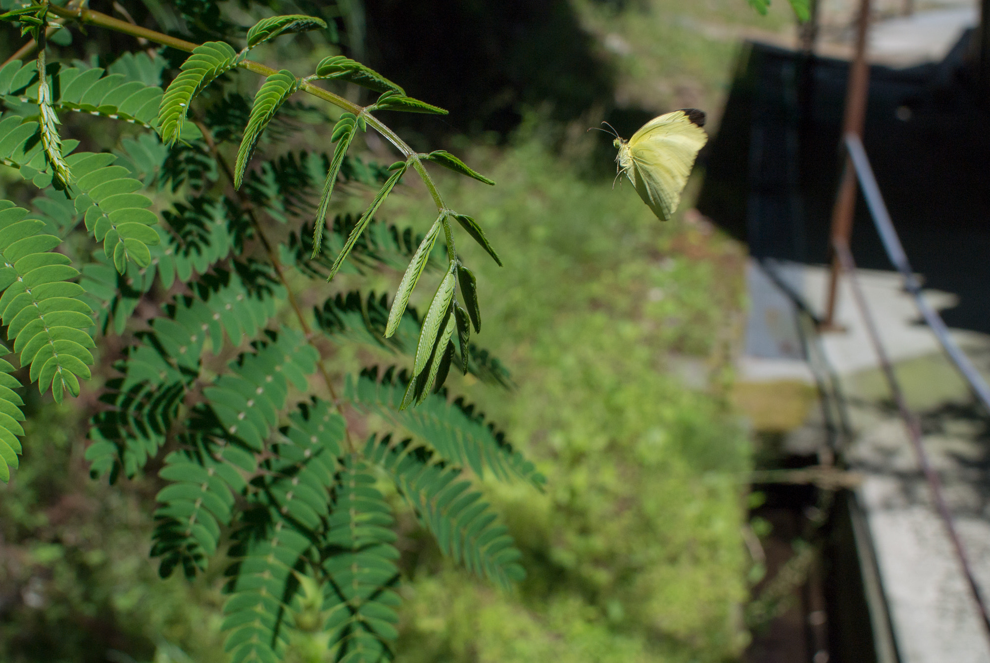 Nikon 1 J2 + Nikon 1 Nikkor 18.5mm F1.8 sample photo. Eurema hecabe photography