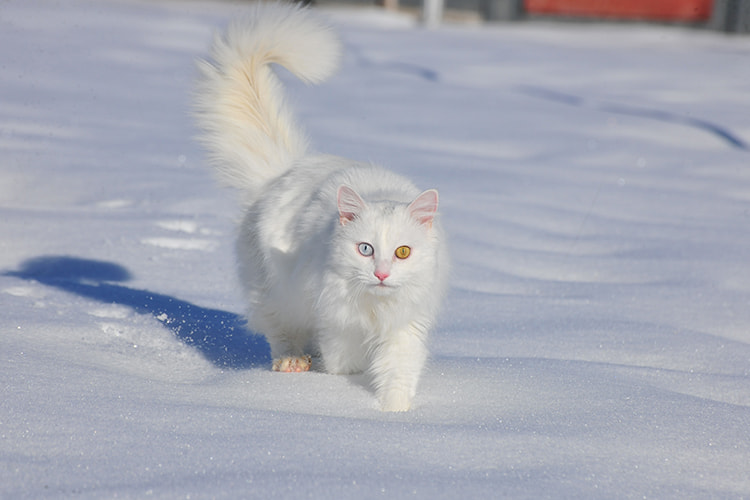 Nikon D3X sample photo. Van cat  photography