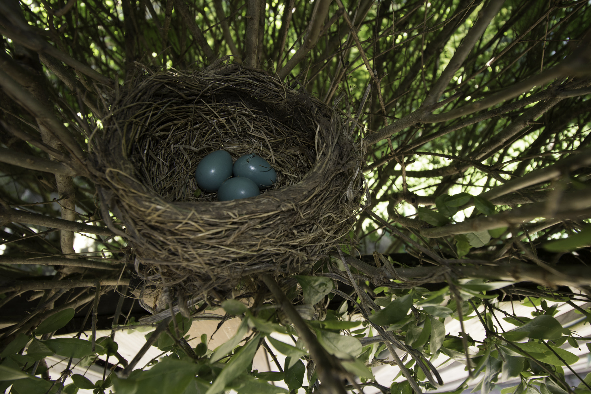 Canon EF-S 10-18mm F4.5–5.6 IS STM sample photo. Robin's egg about to hatch photography