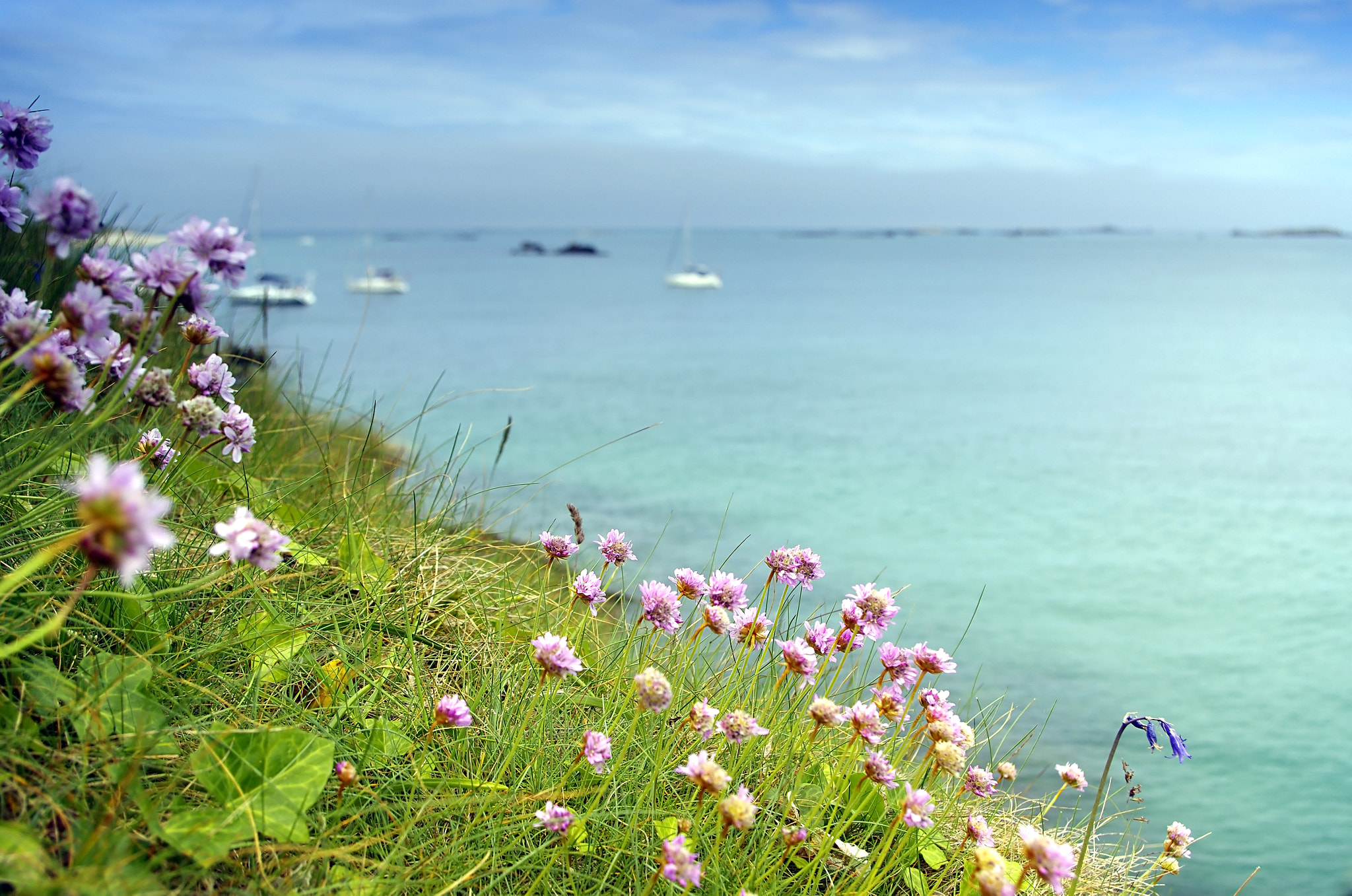 Pentax smc DA 18-55mm F3.5-5.6 ED AL II (IF) sample photo. Herm flowers photography