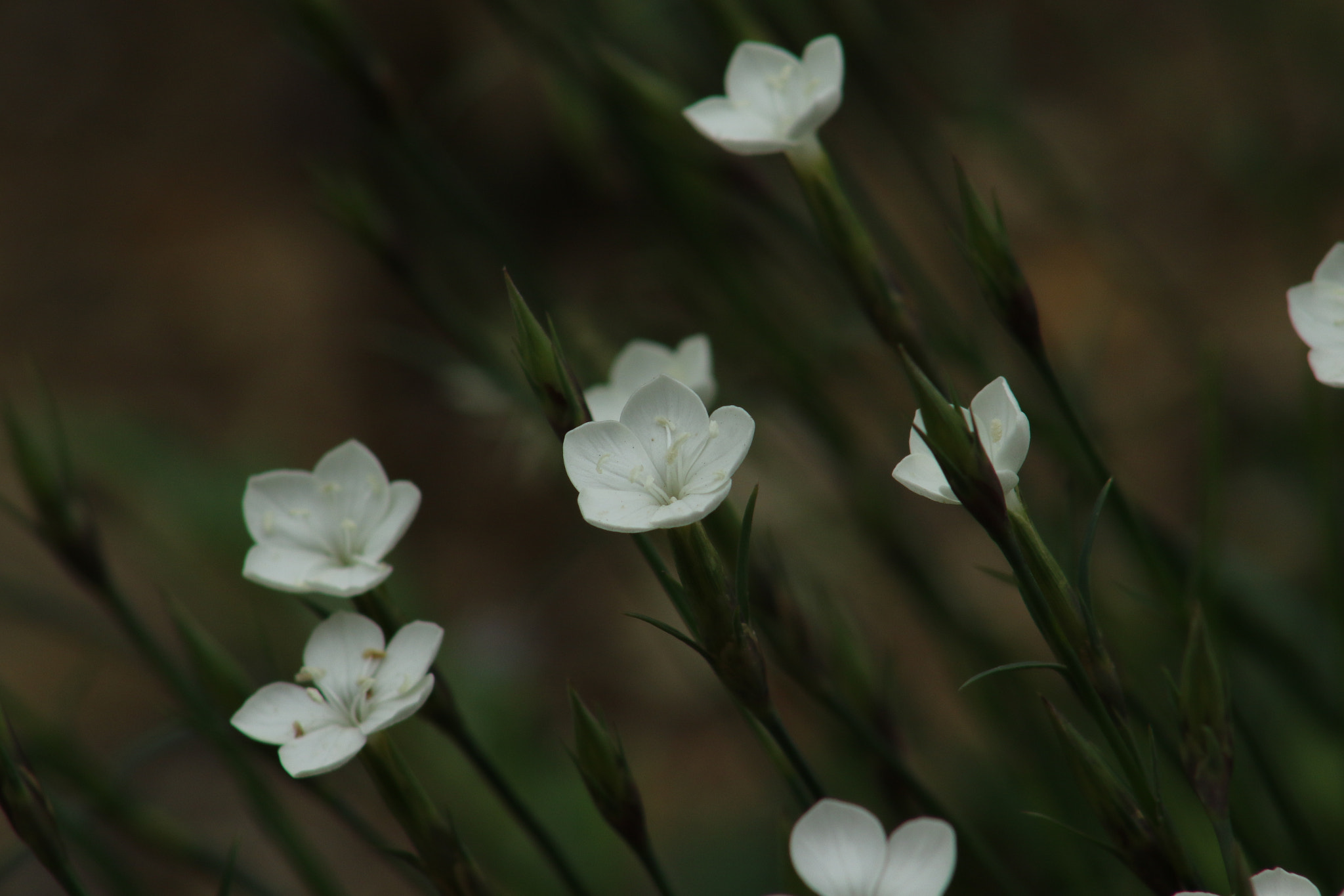 EF75-300mm f/4-5.6 sample photo. Armenia photography