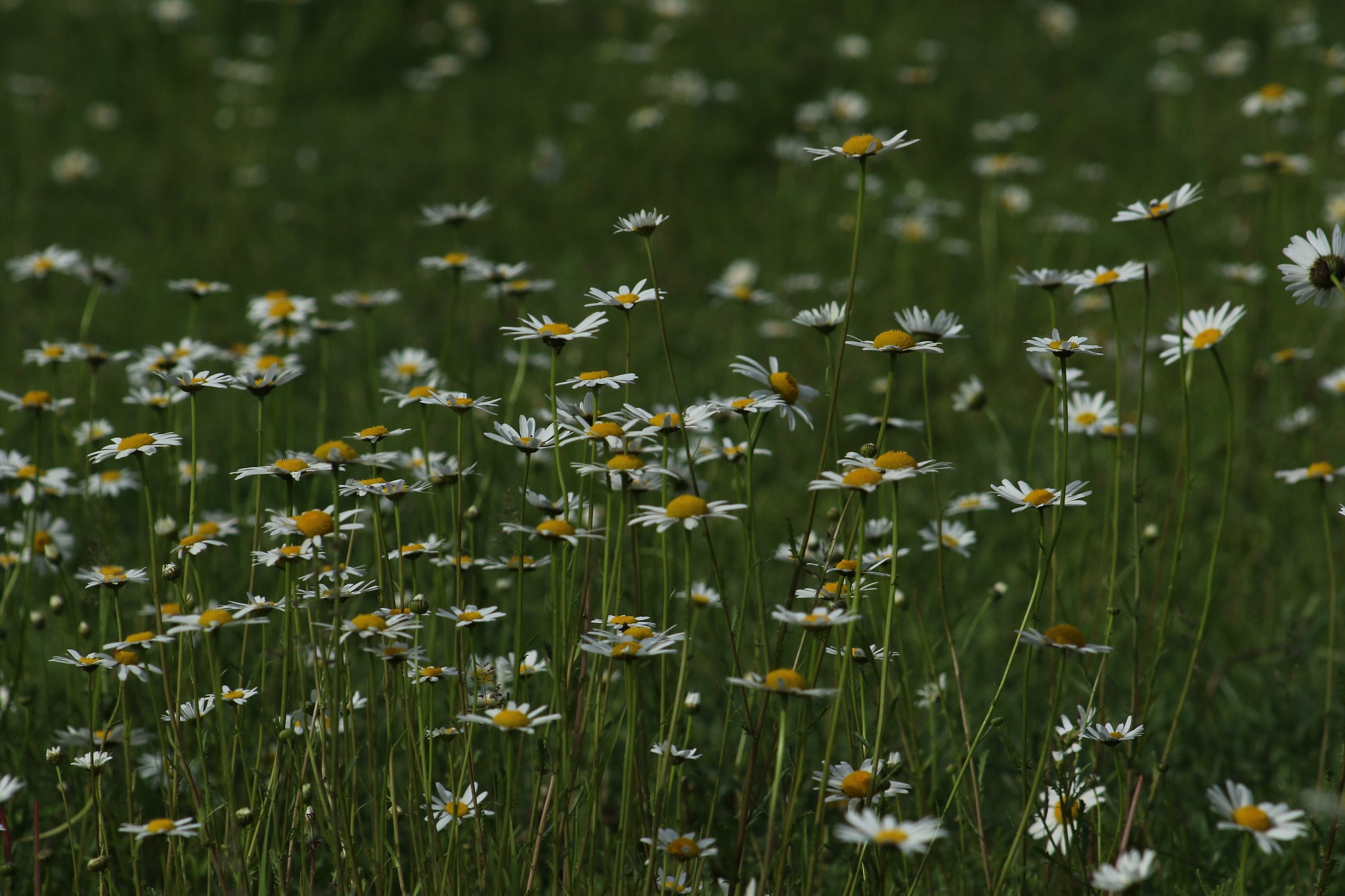 EF75-300mm f/4-5.6 sample photo. Armenia photography
