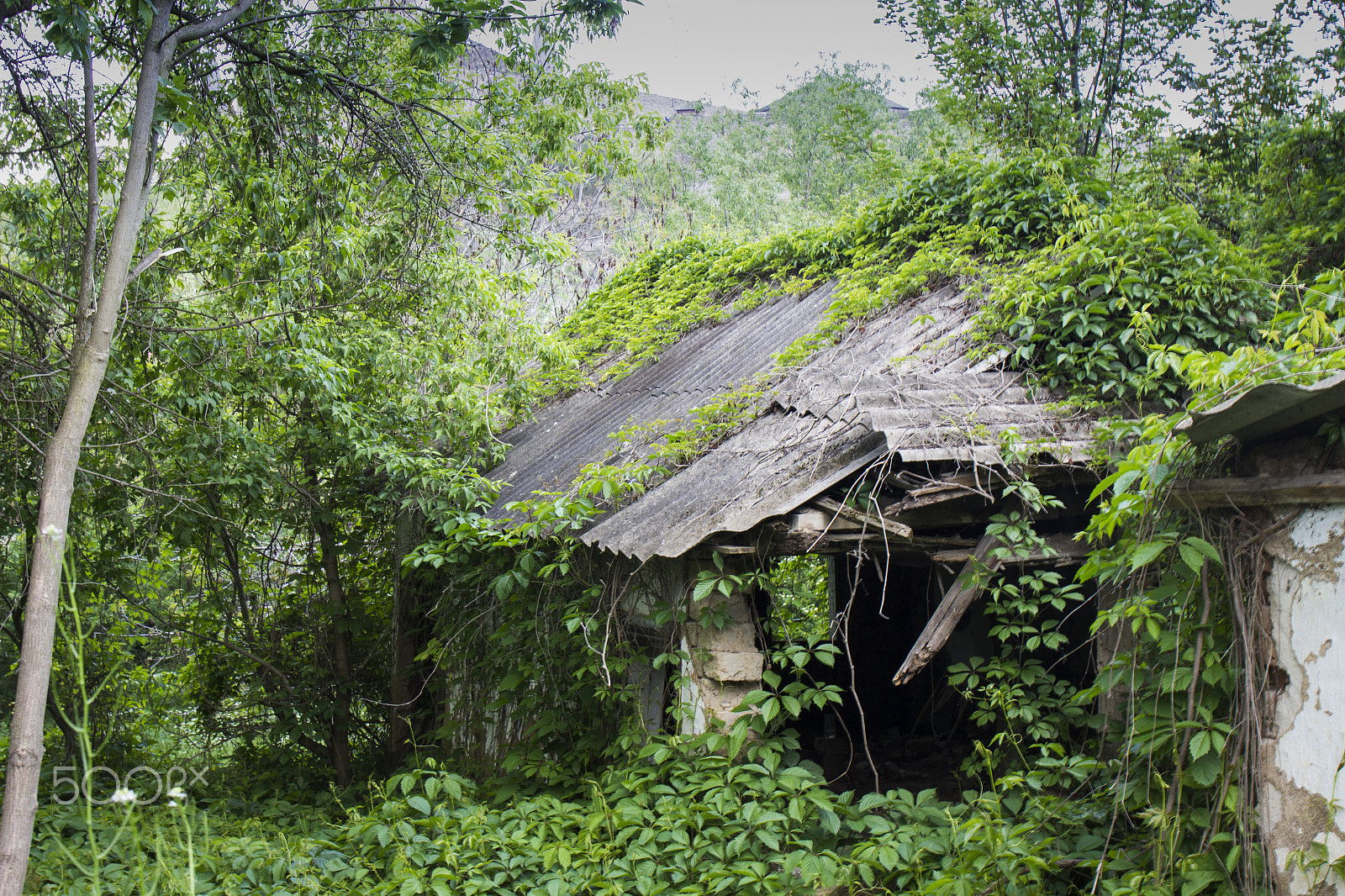 Canon EF 24-70mm F4L IS USM sample photo. Nature always wins photography
