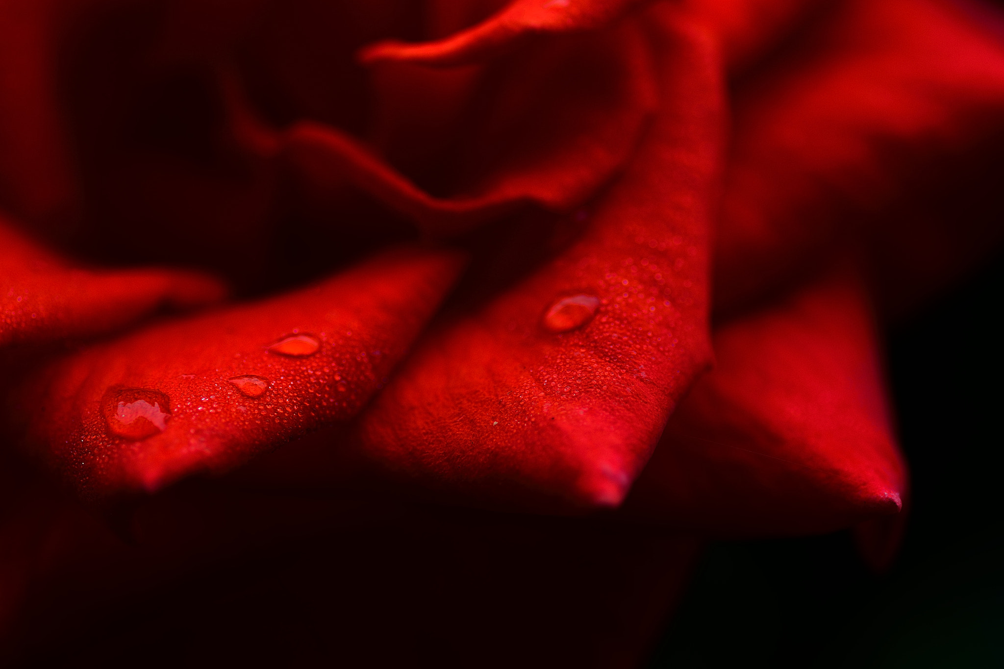 Nikon D3100 sample photo. バラと雫 photography