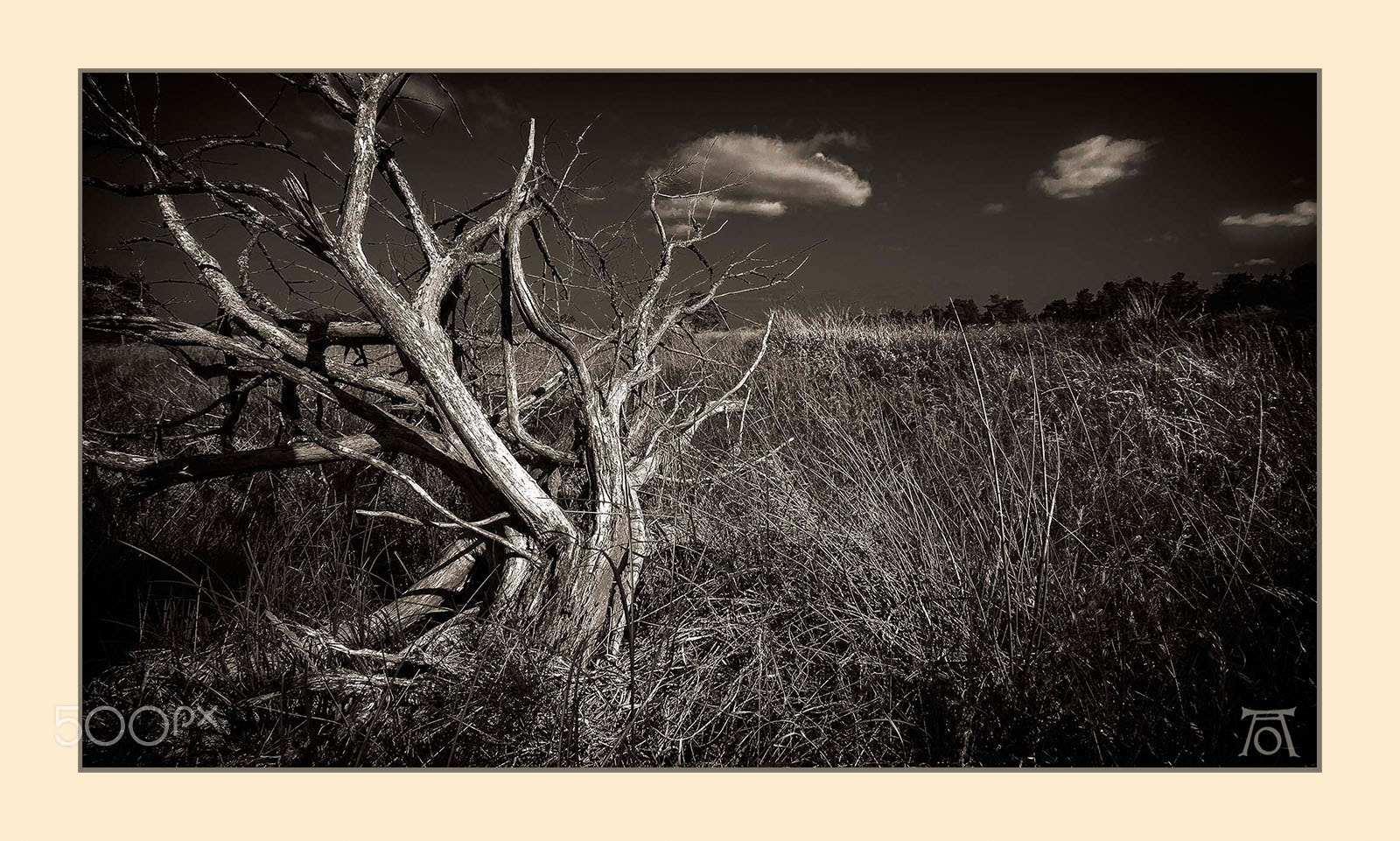 Panasonic Lumix DMC-GH2 + Panasonic Lumix G Vario 7-14mm F4 ASPH sample photo. Dead tree photography