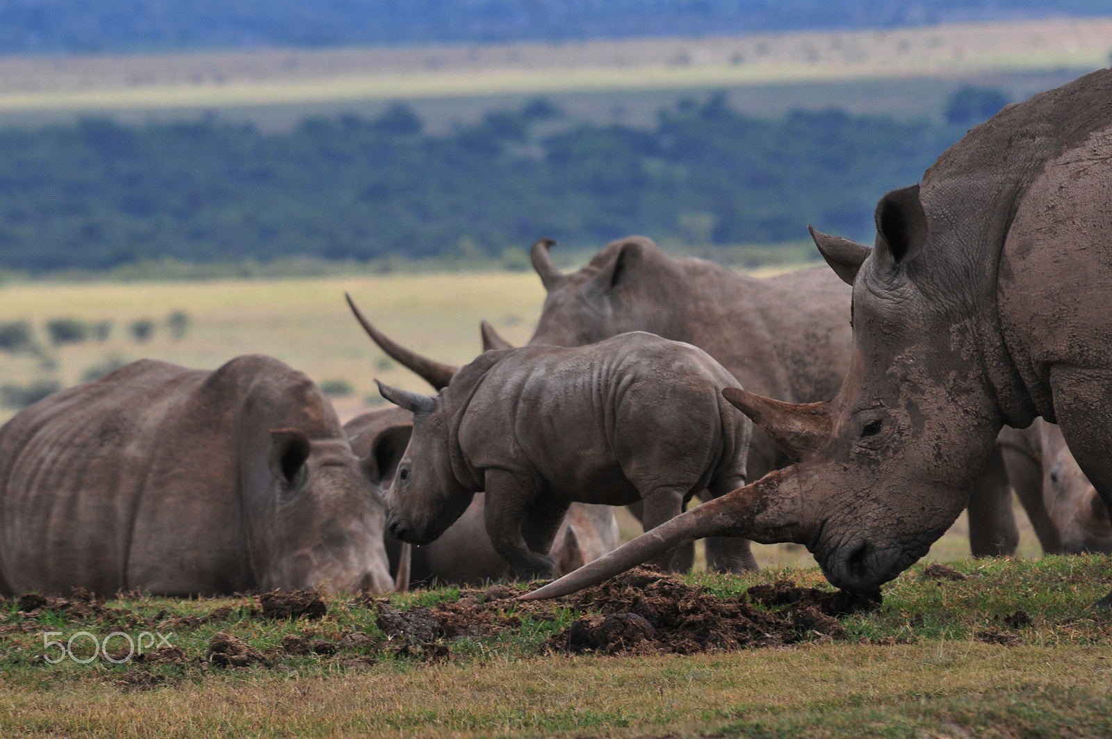 Nikon D300S sample photo. A herd of white rhino photography